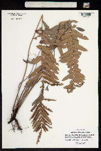 Image of Blechnum serrulatum