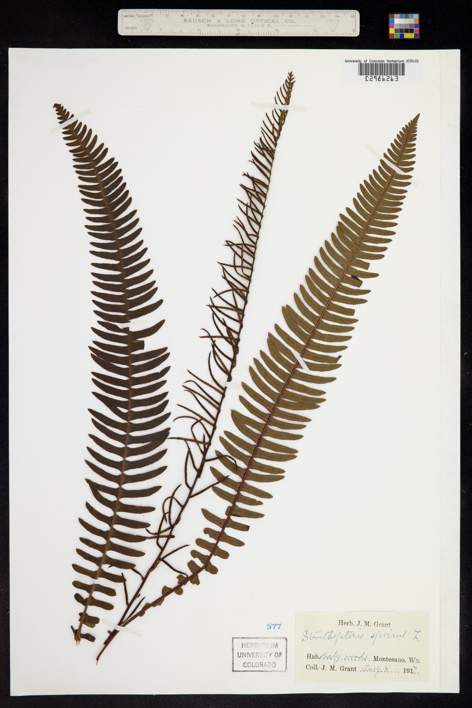 Blechnum image