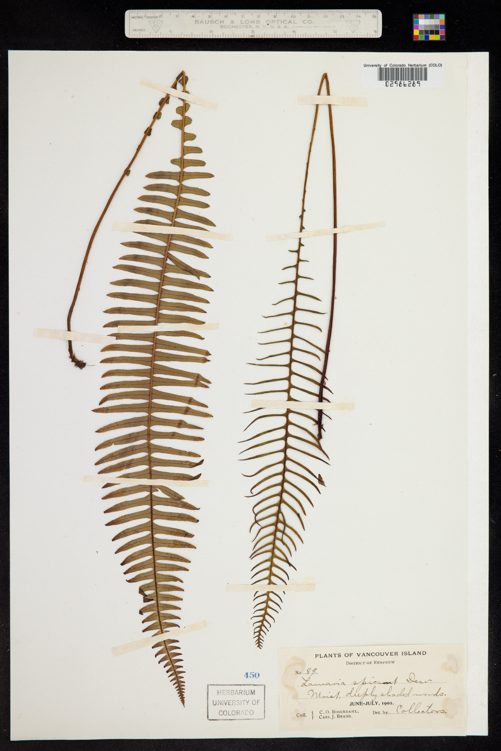 Blechnum image