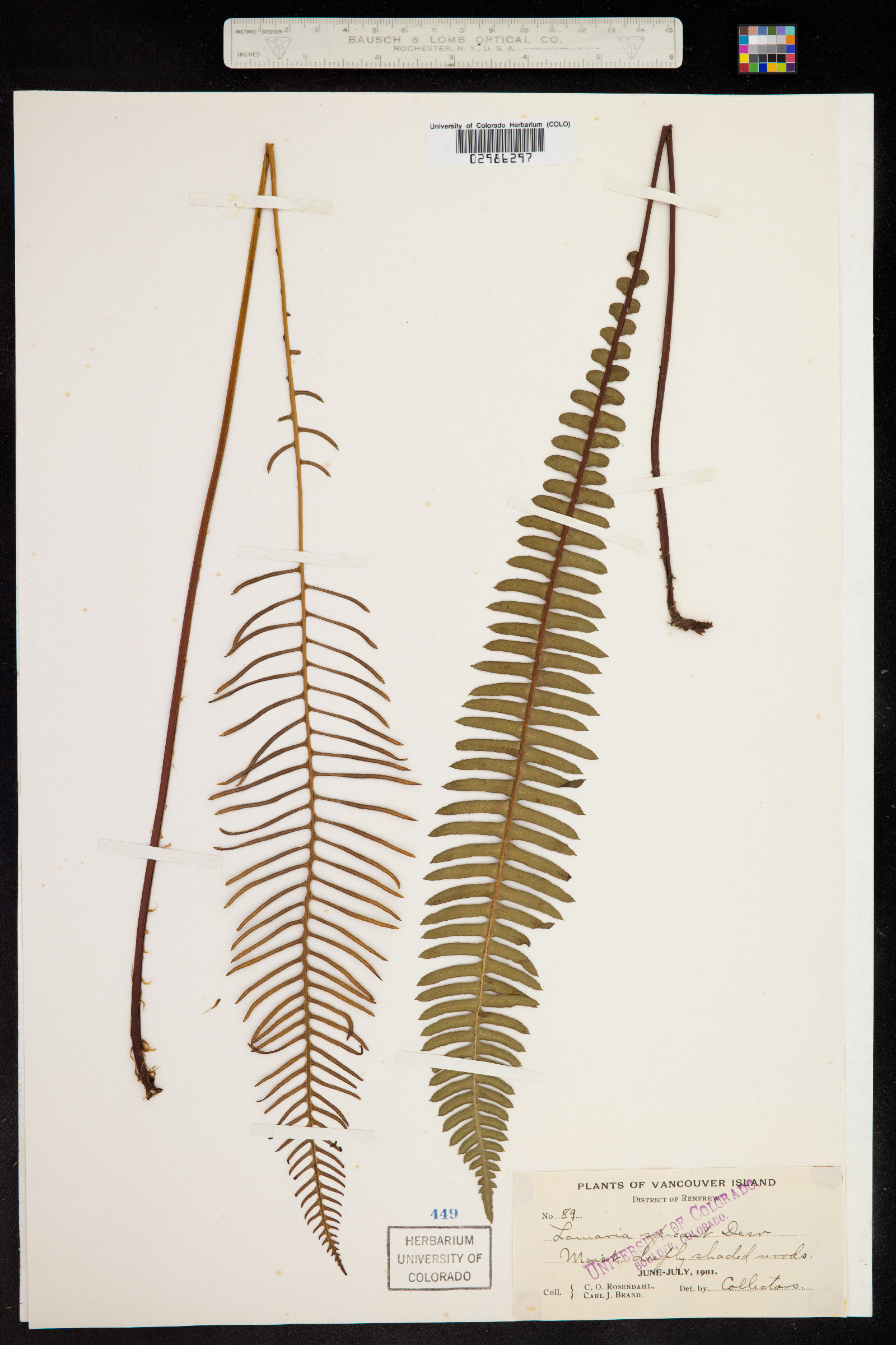 Blechnum spicant image