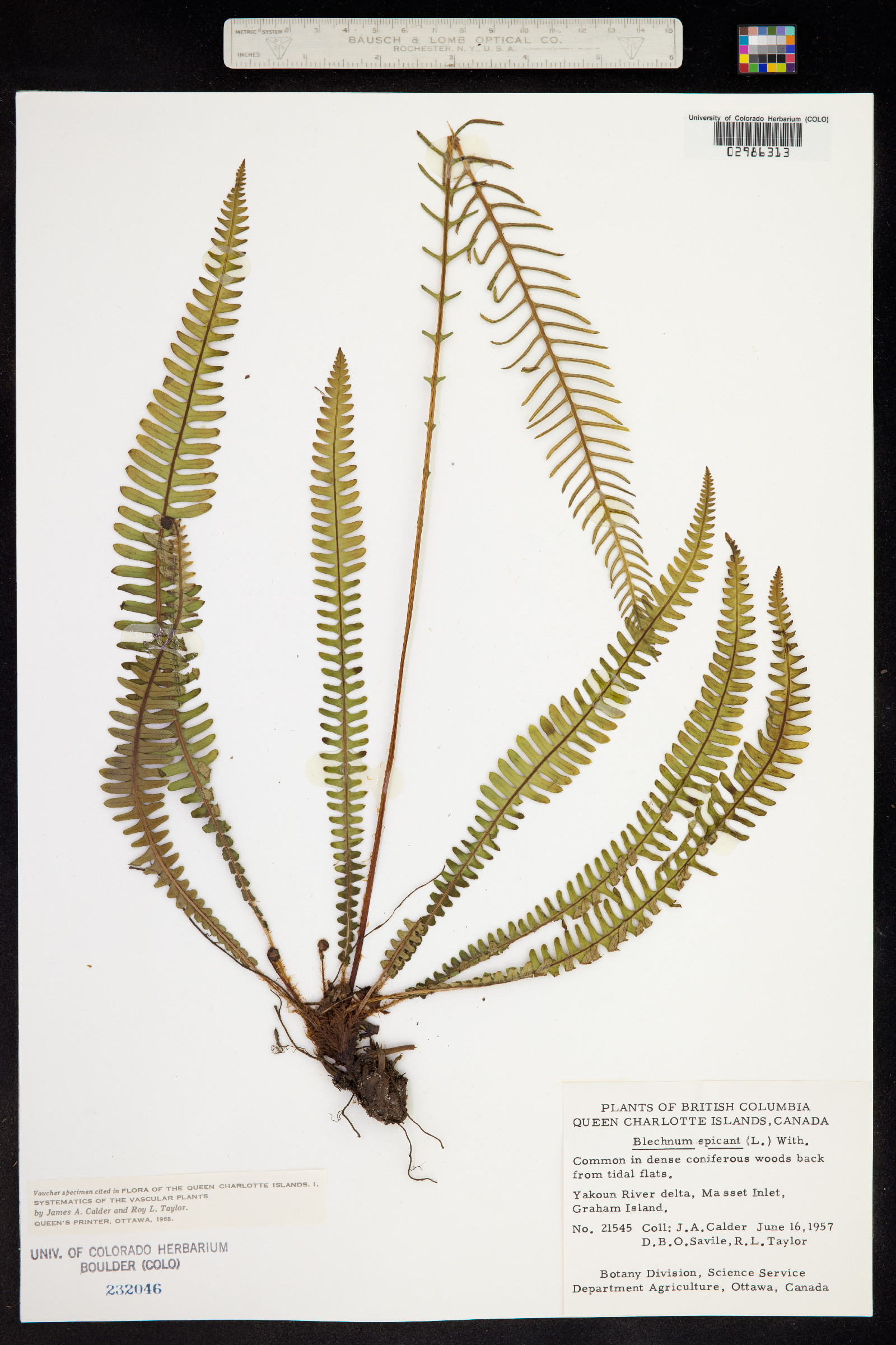 Blechnum image