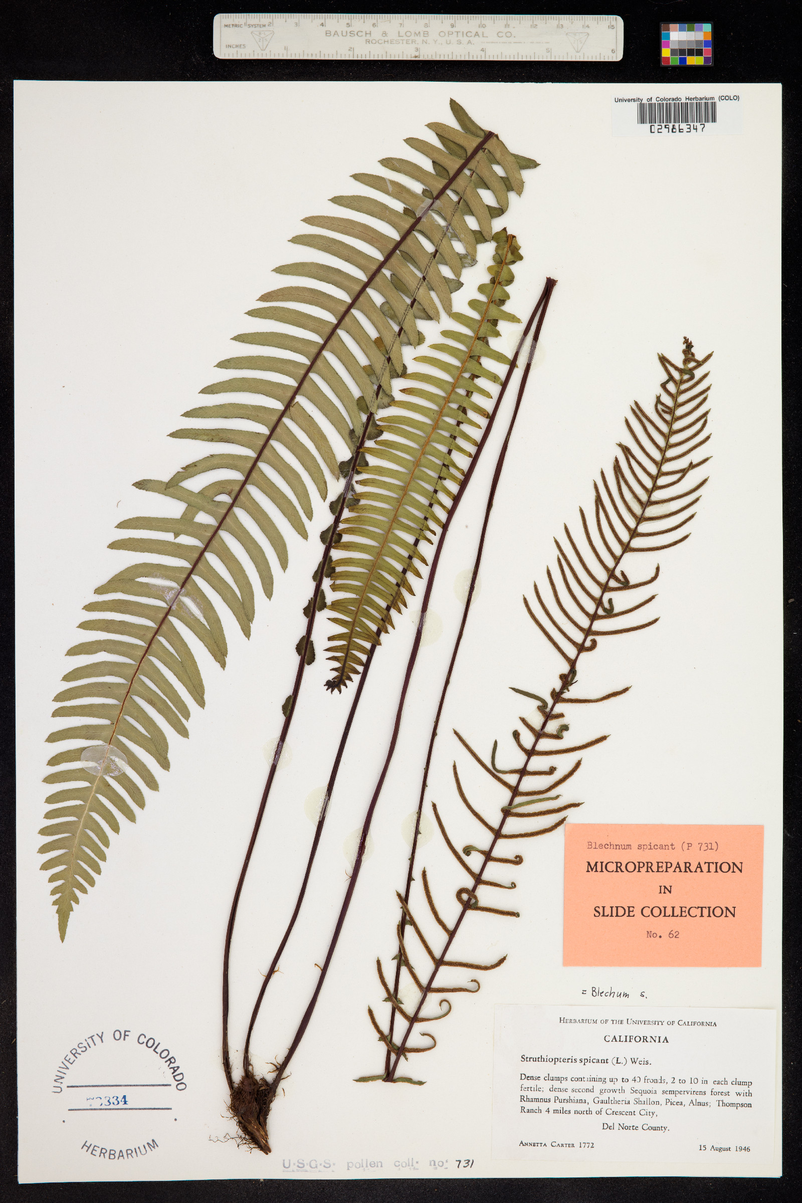 Blechnum image