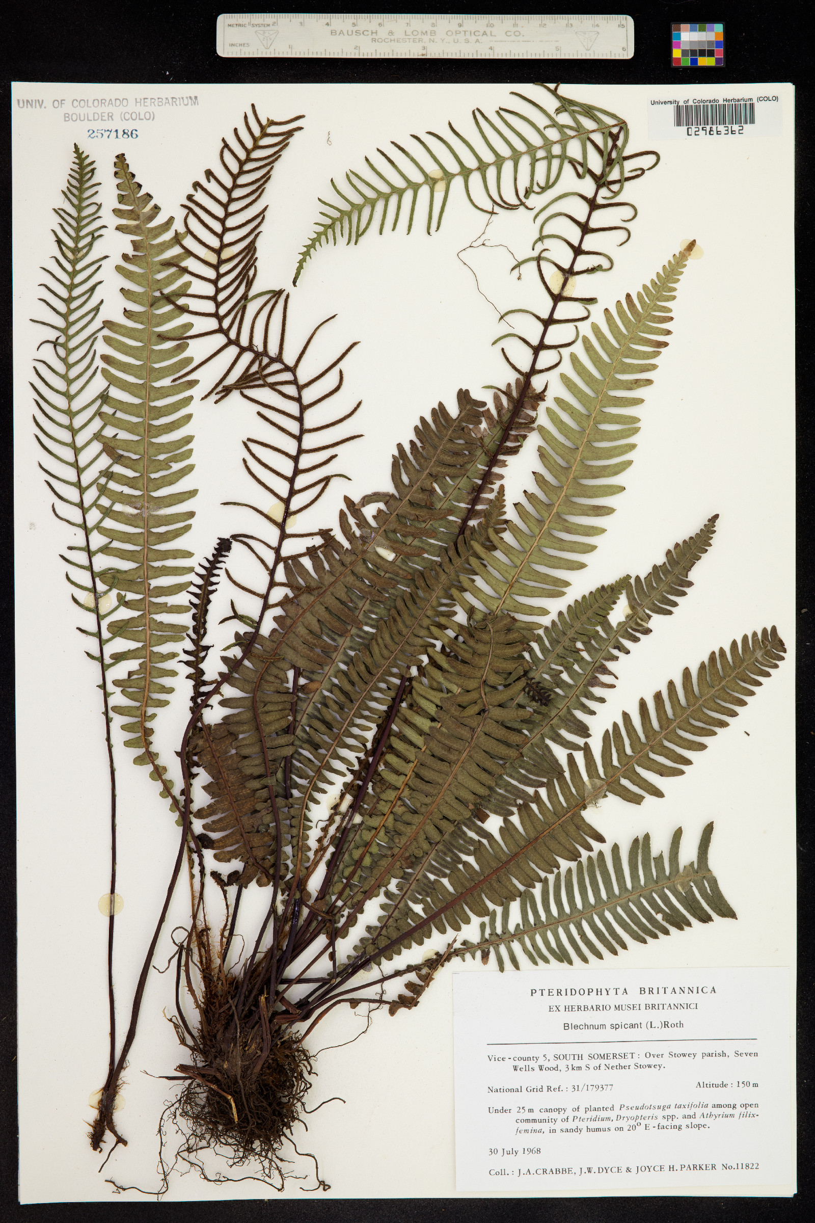 Blechnum spicant image