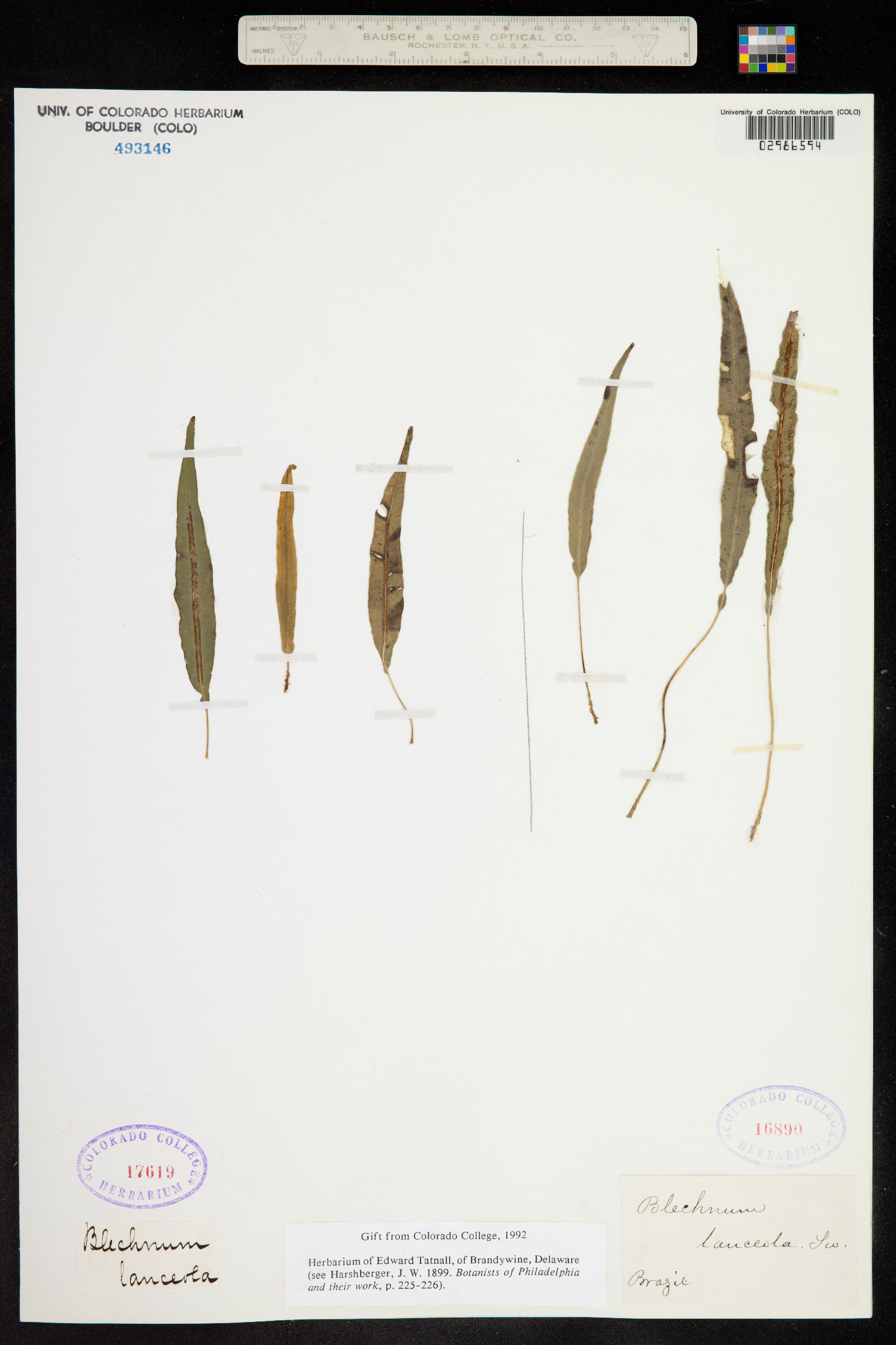 Blechnum image