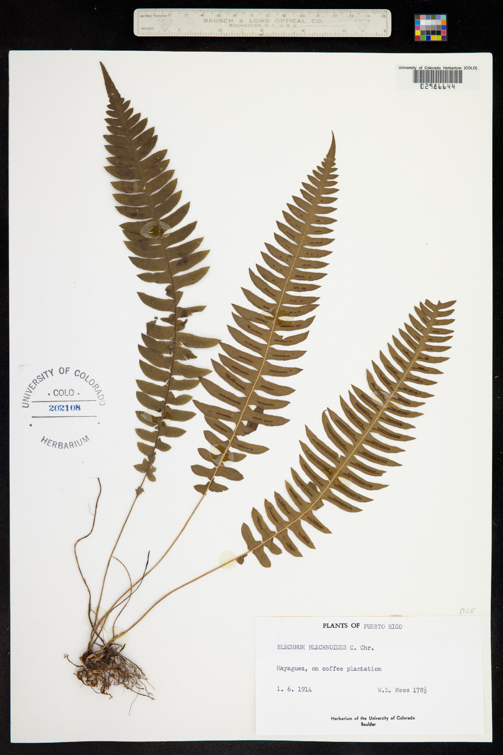 Blechnum image