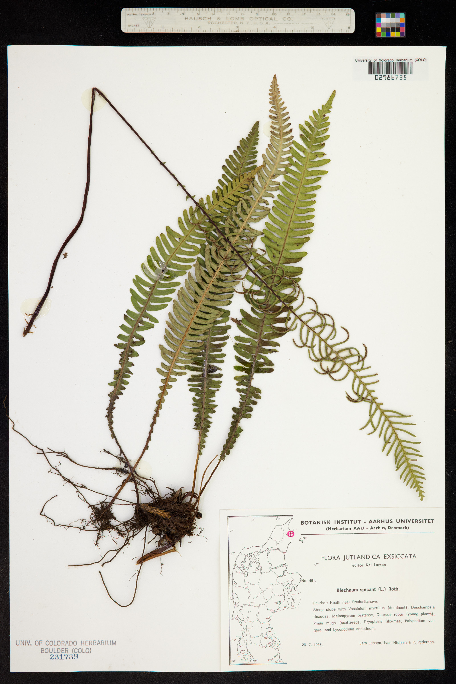 Blechnum image
