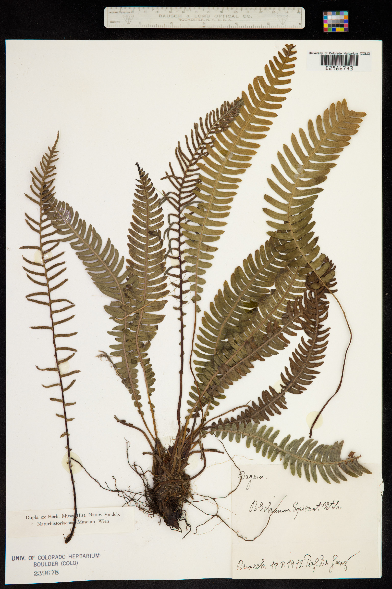 Blechnum spicant image