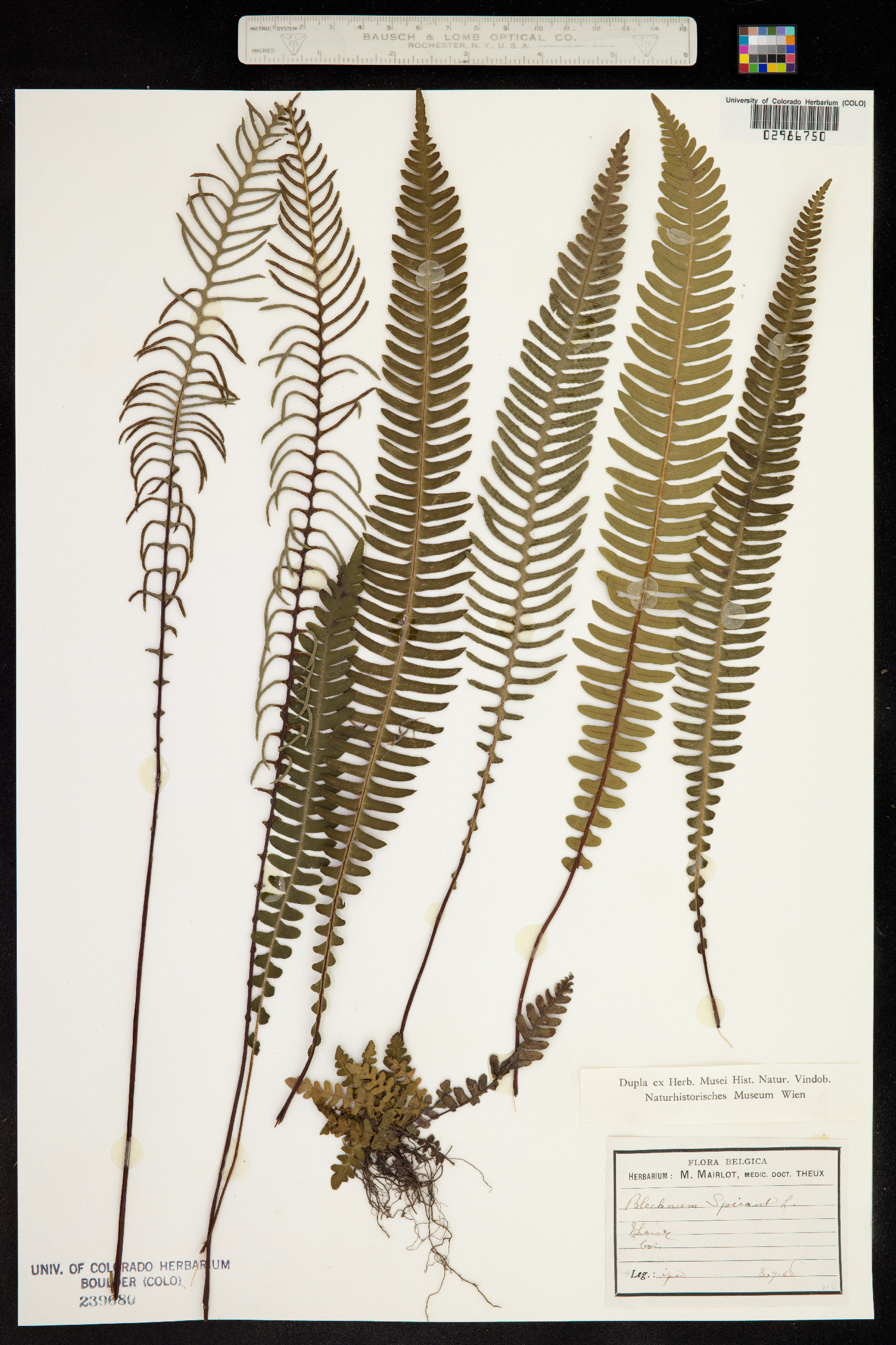 Blechnum spicant image