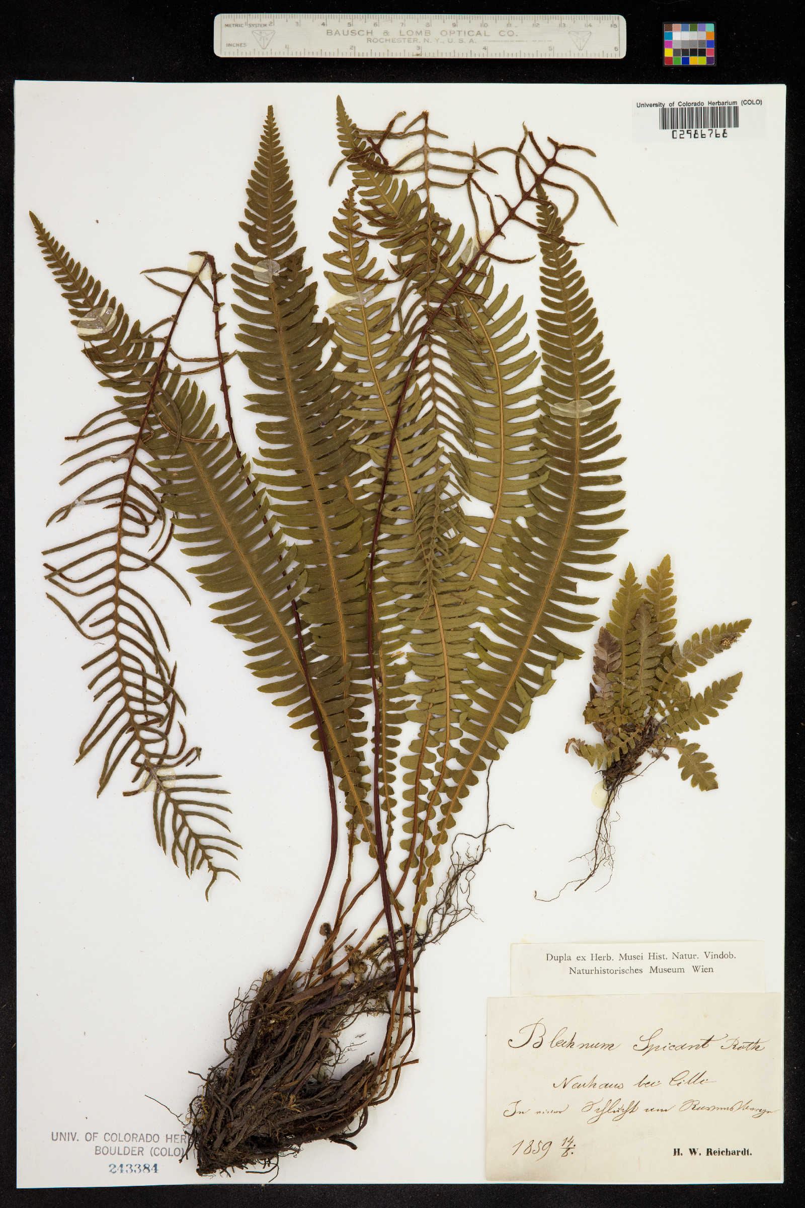 Blechnum image