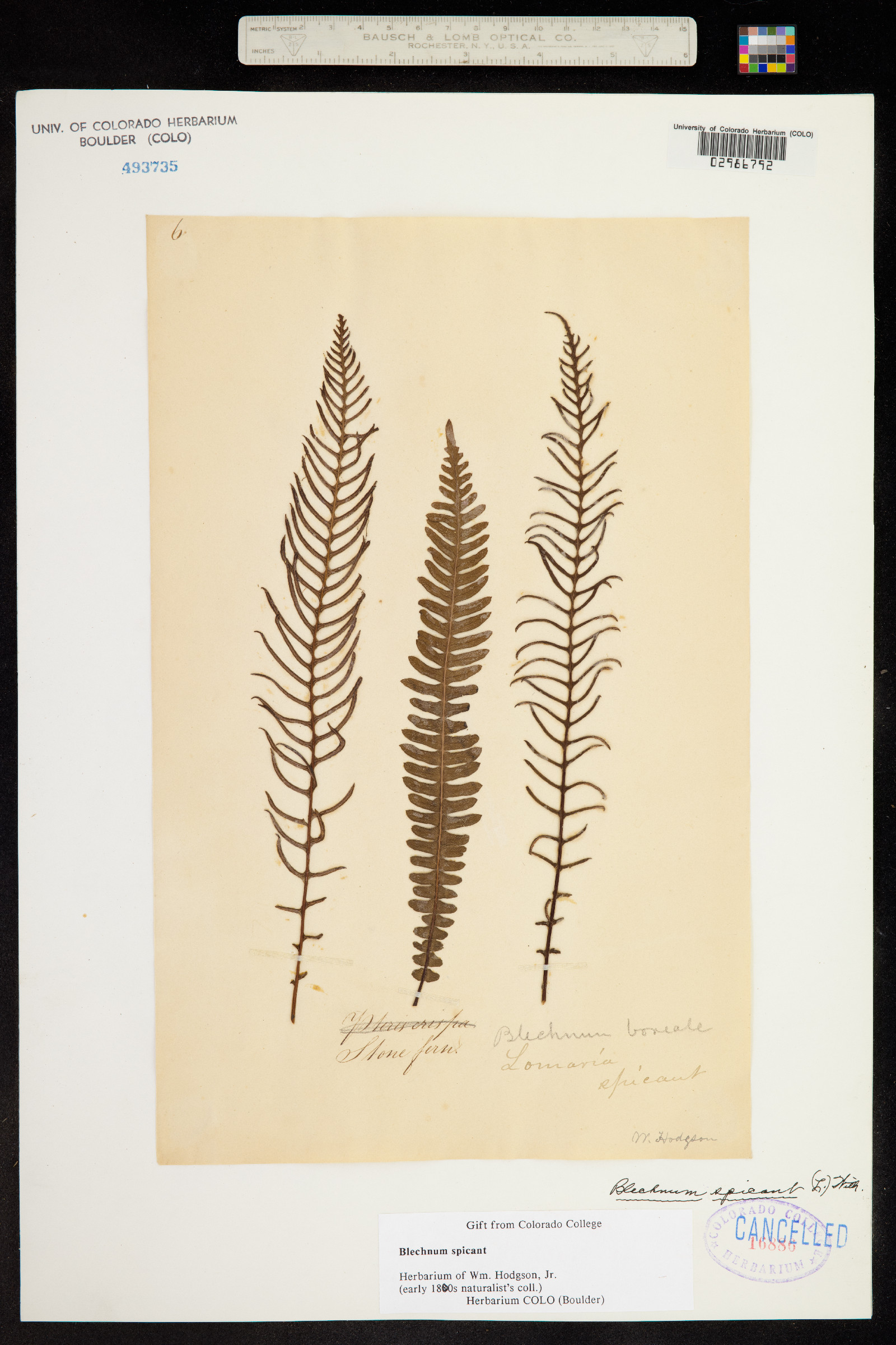 Blechnum spicant image