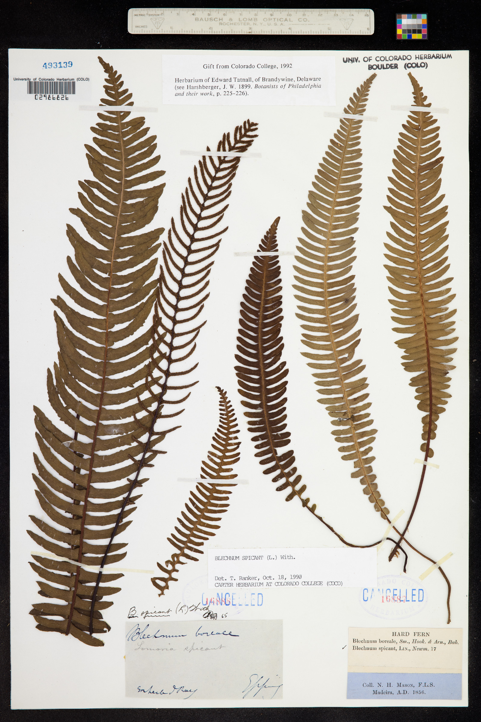 Blechnum spicant image
