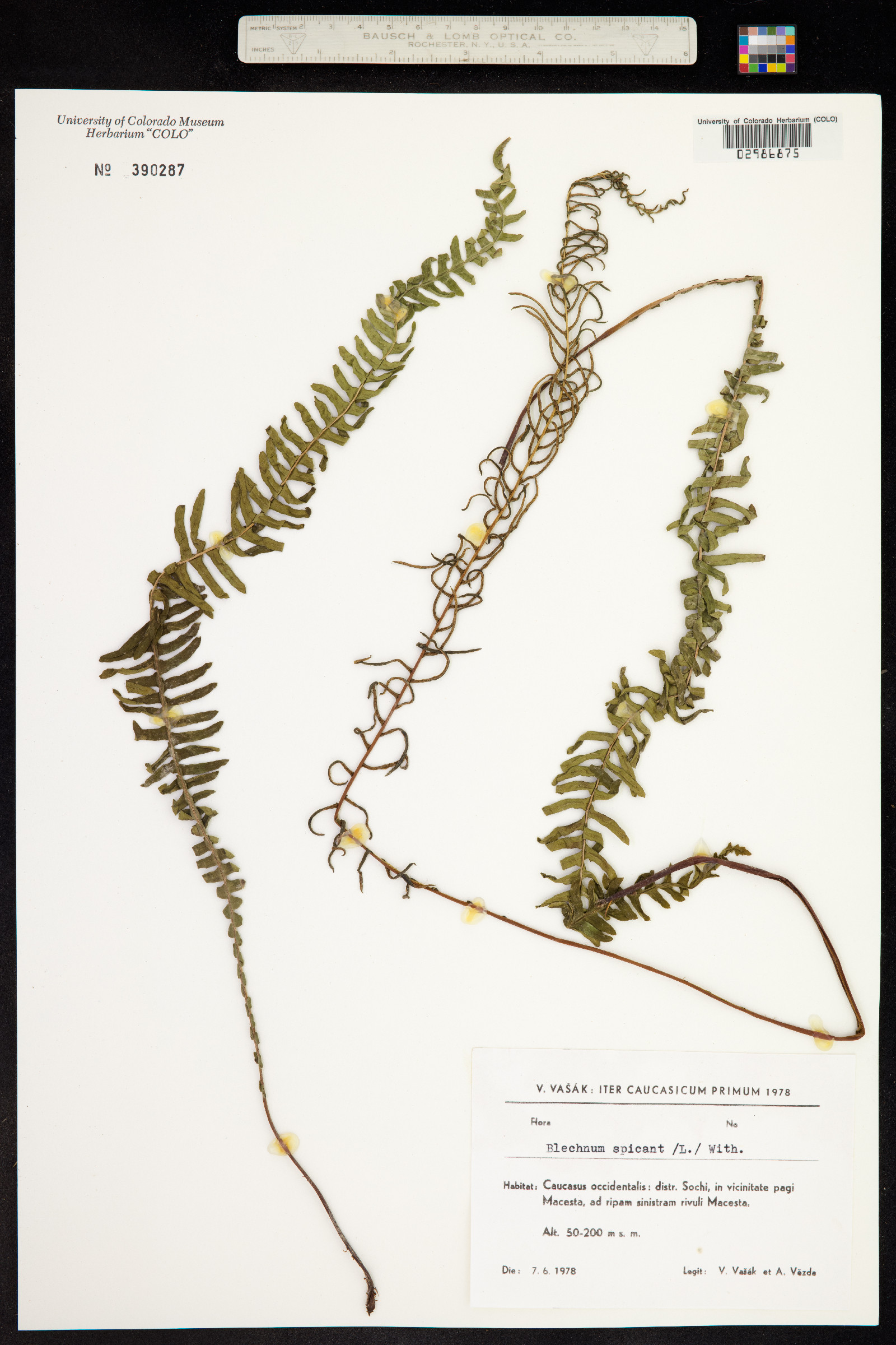 Blechnum image