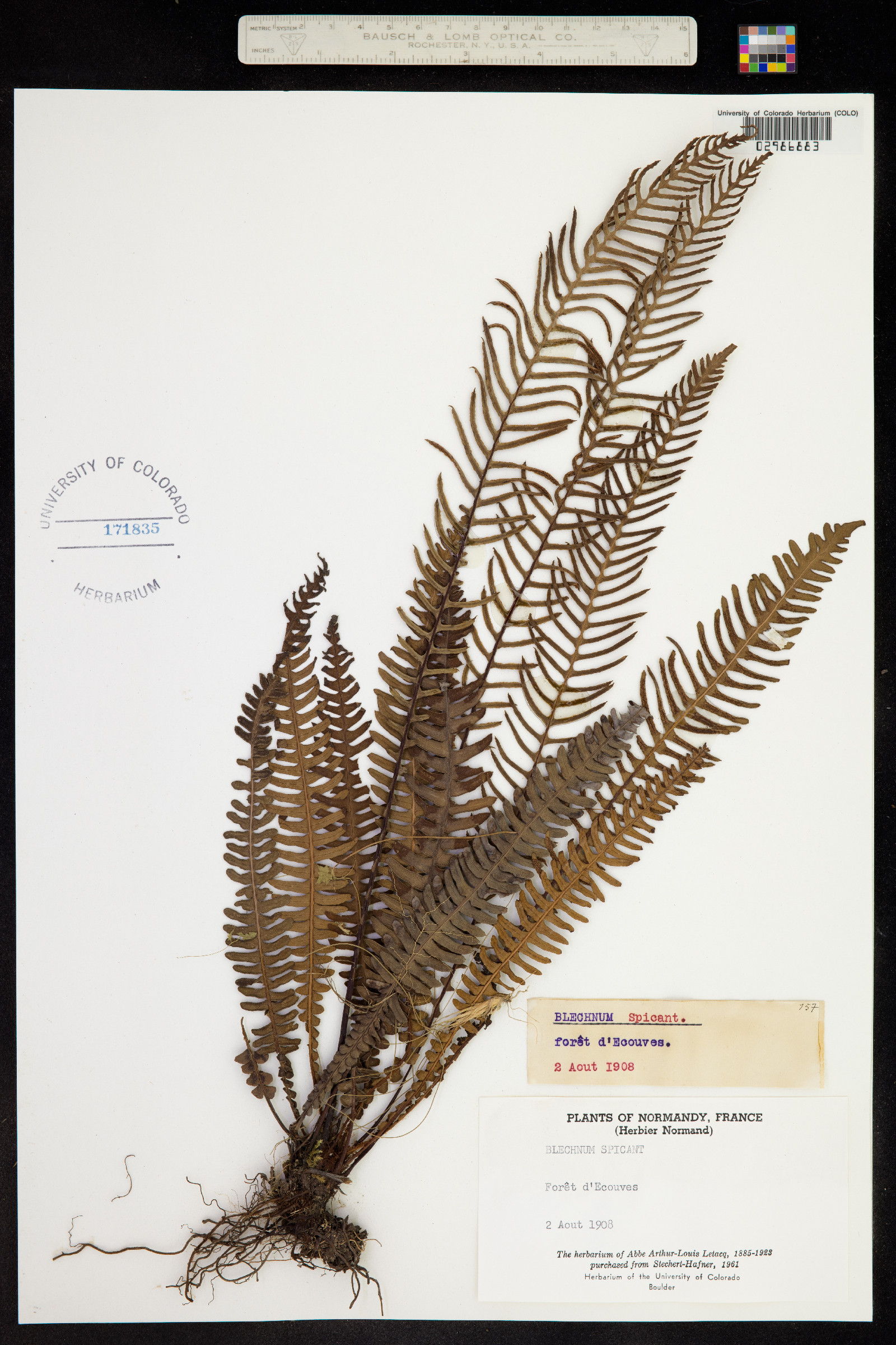 Blechnum image