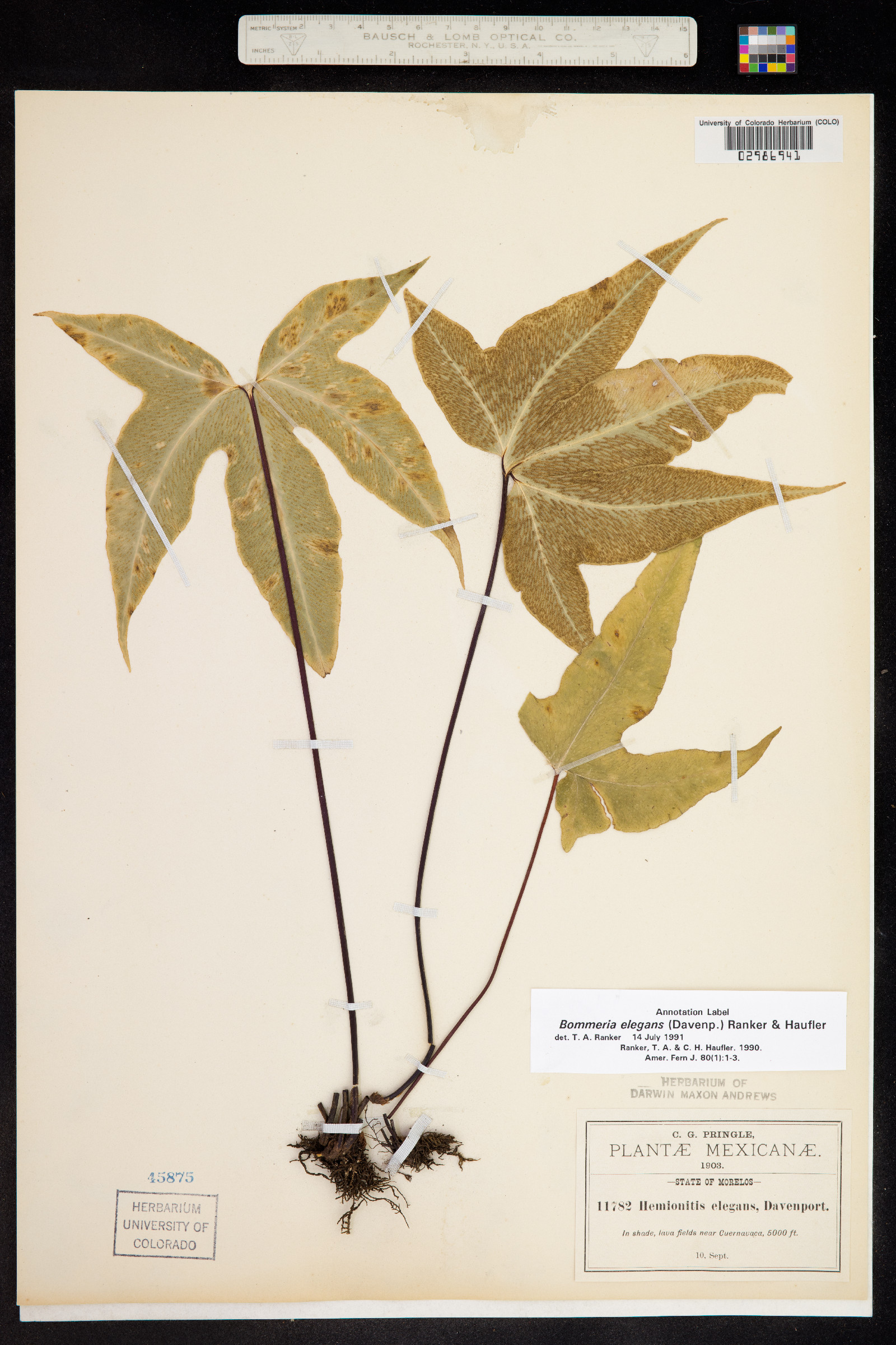 Bommeria elegans image
