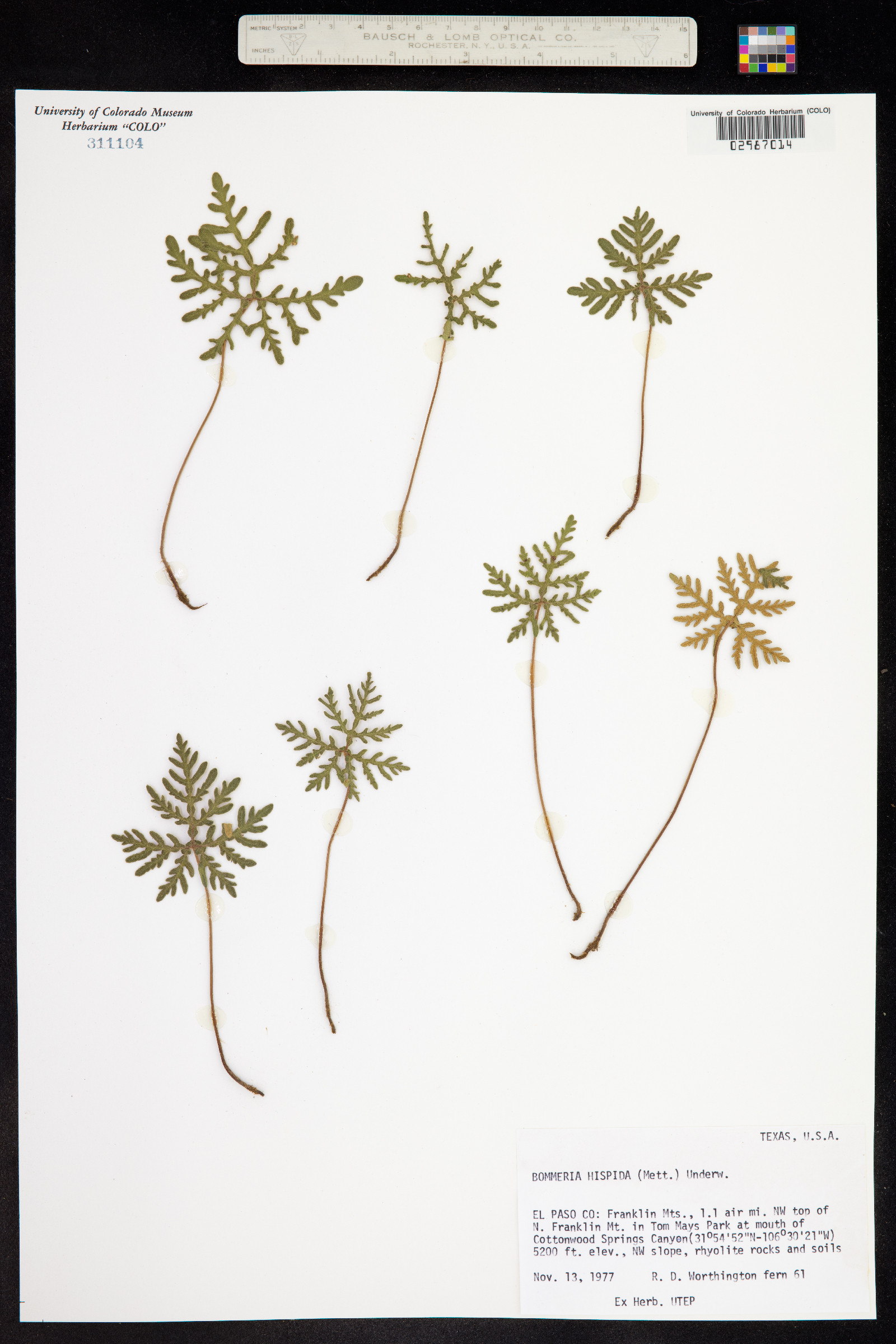 Bommeria hispida image