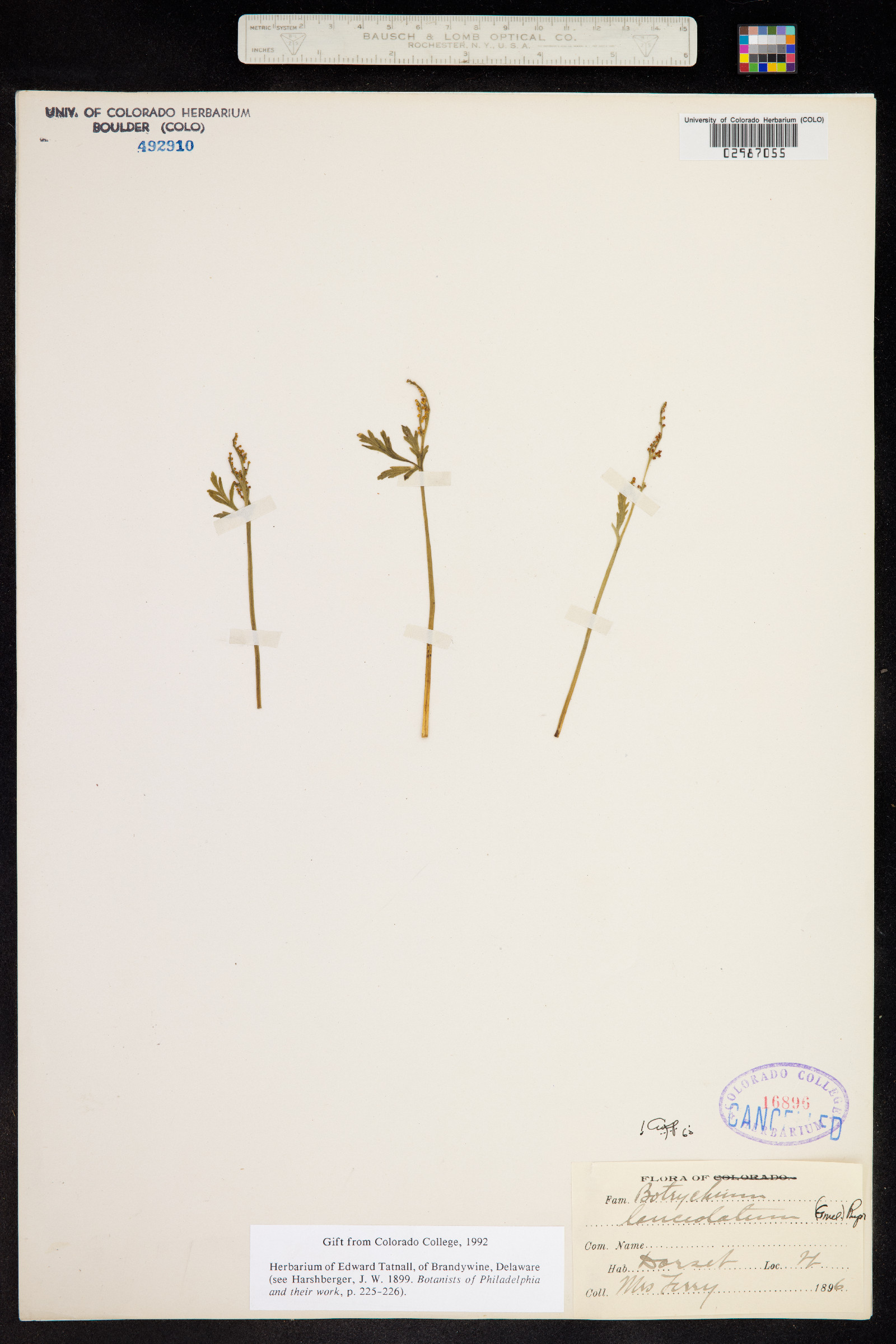 Botrychium lanceolatum image