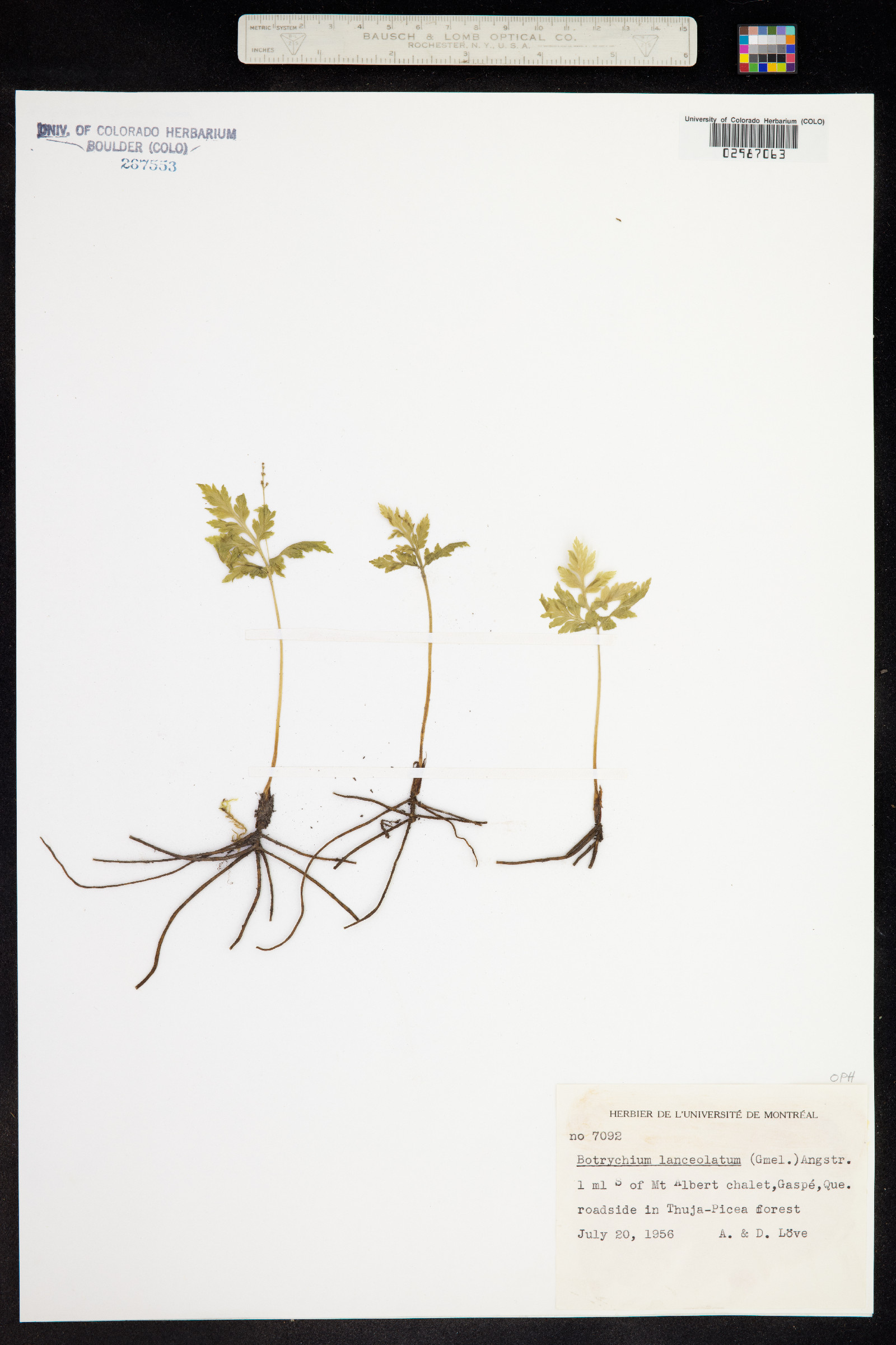 Botrychium lanceolatum image