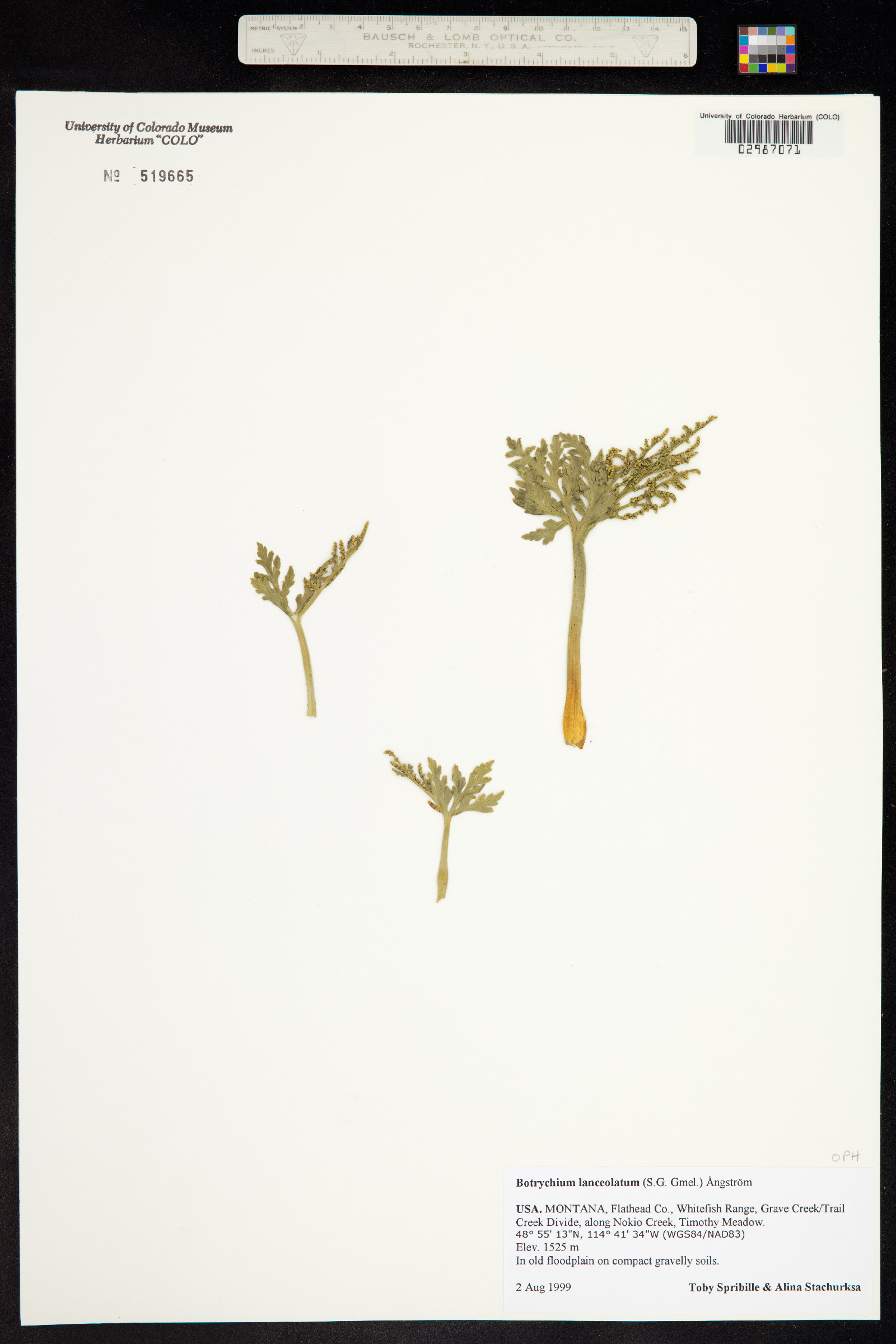 Botrychium image