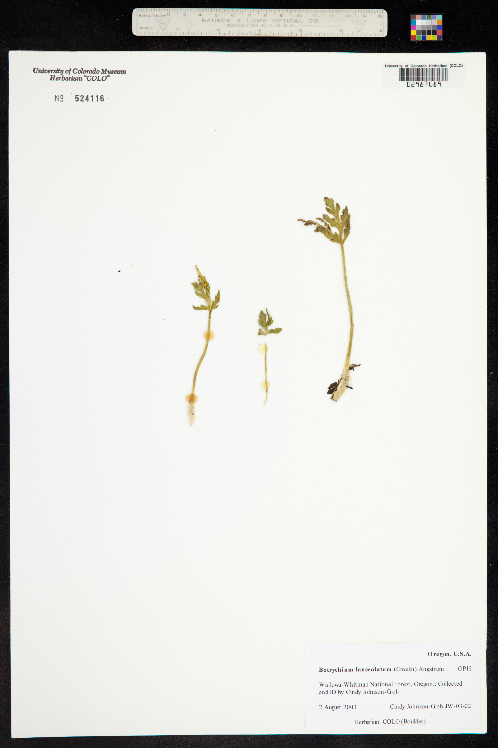 Botrychium lanceolatum image