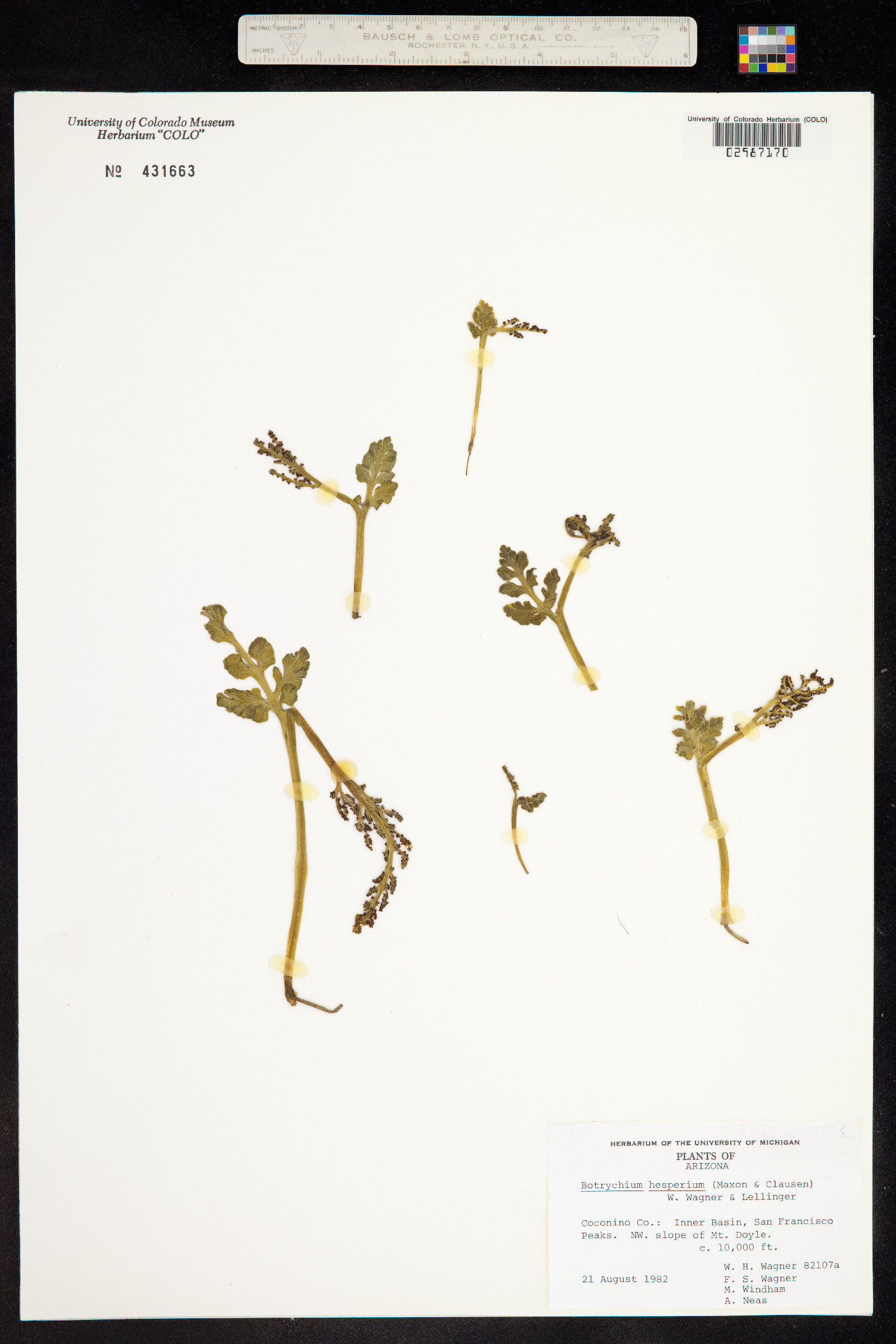 Botrychium hesperium image