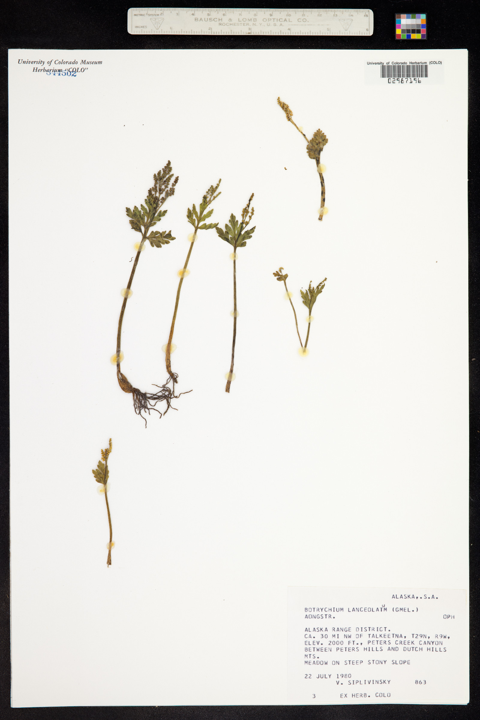 Botrychium lanceolatum image