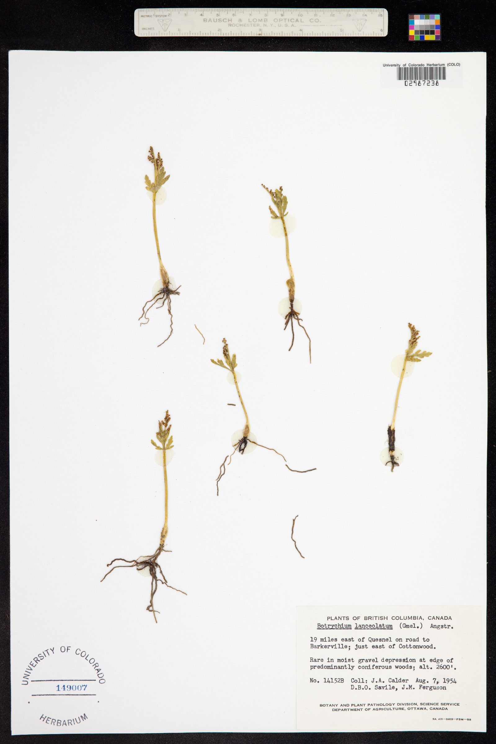 Botrychium lanceolatum image