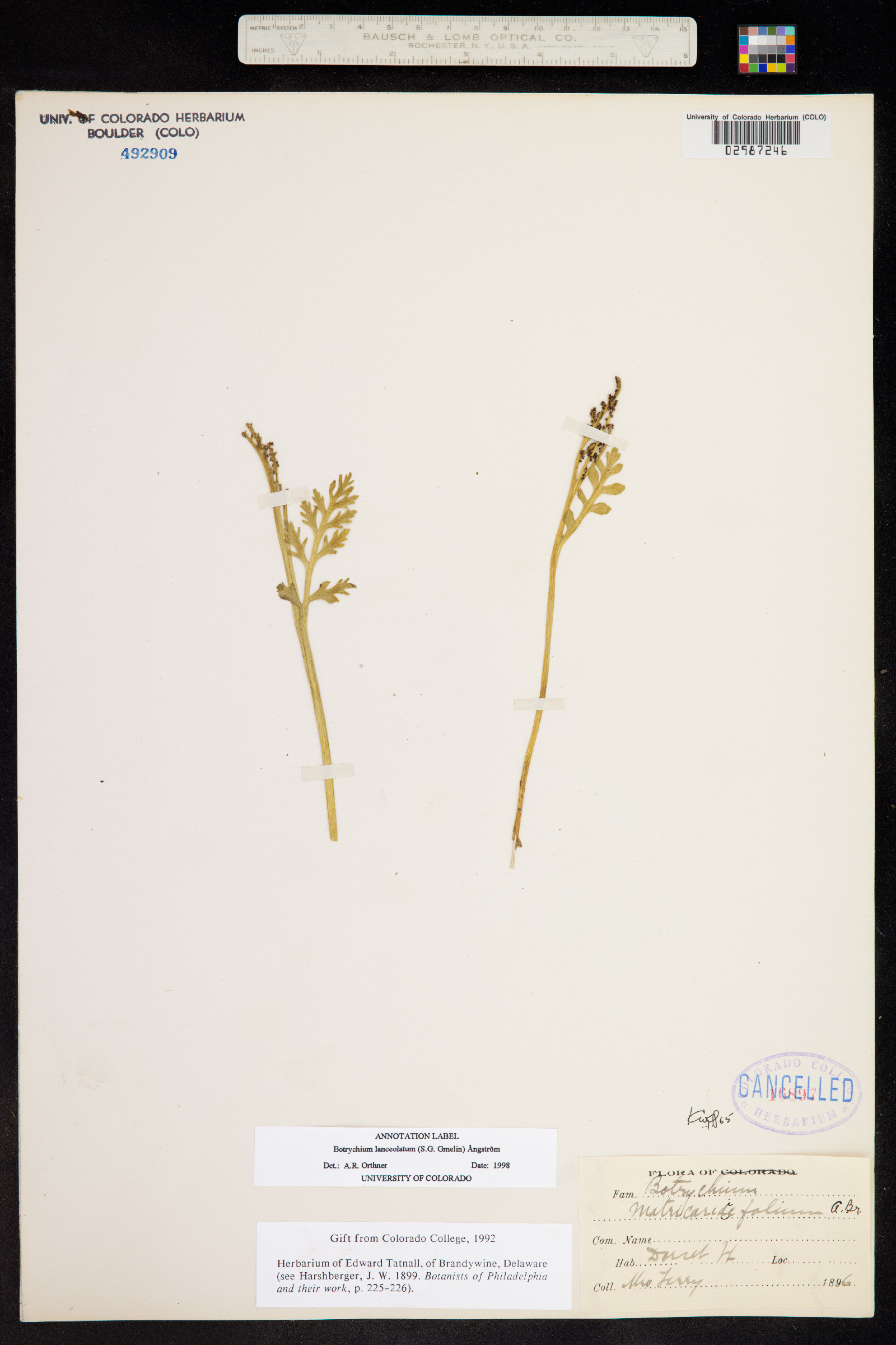 Botrychium lanceolatum image