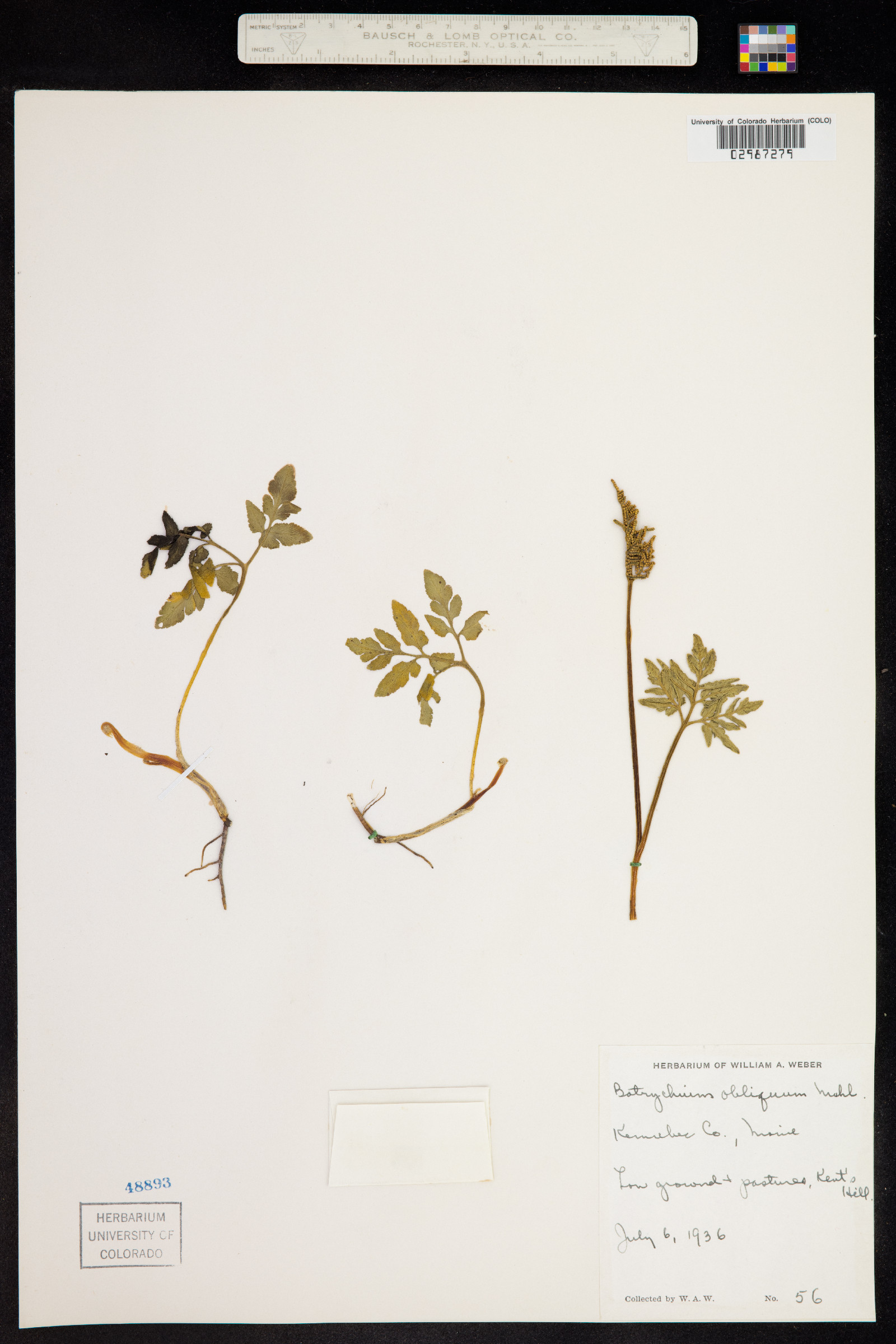 Botrychium dissectum image