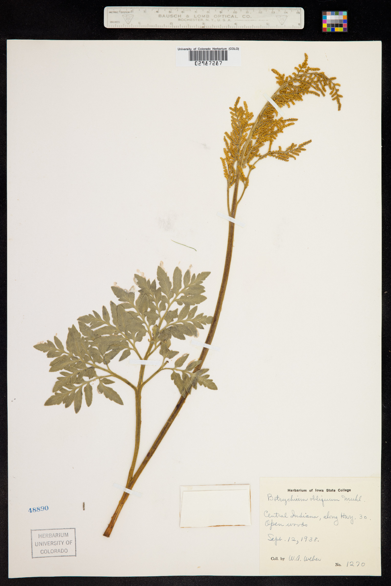 Botrychium dissectum image