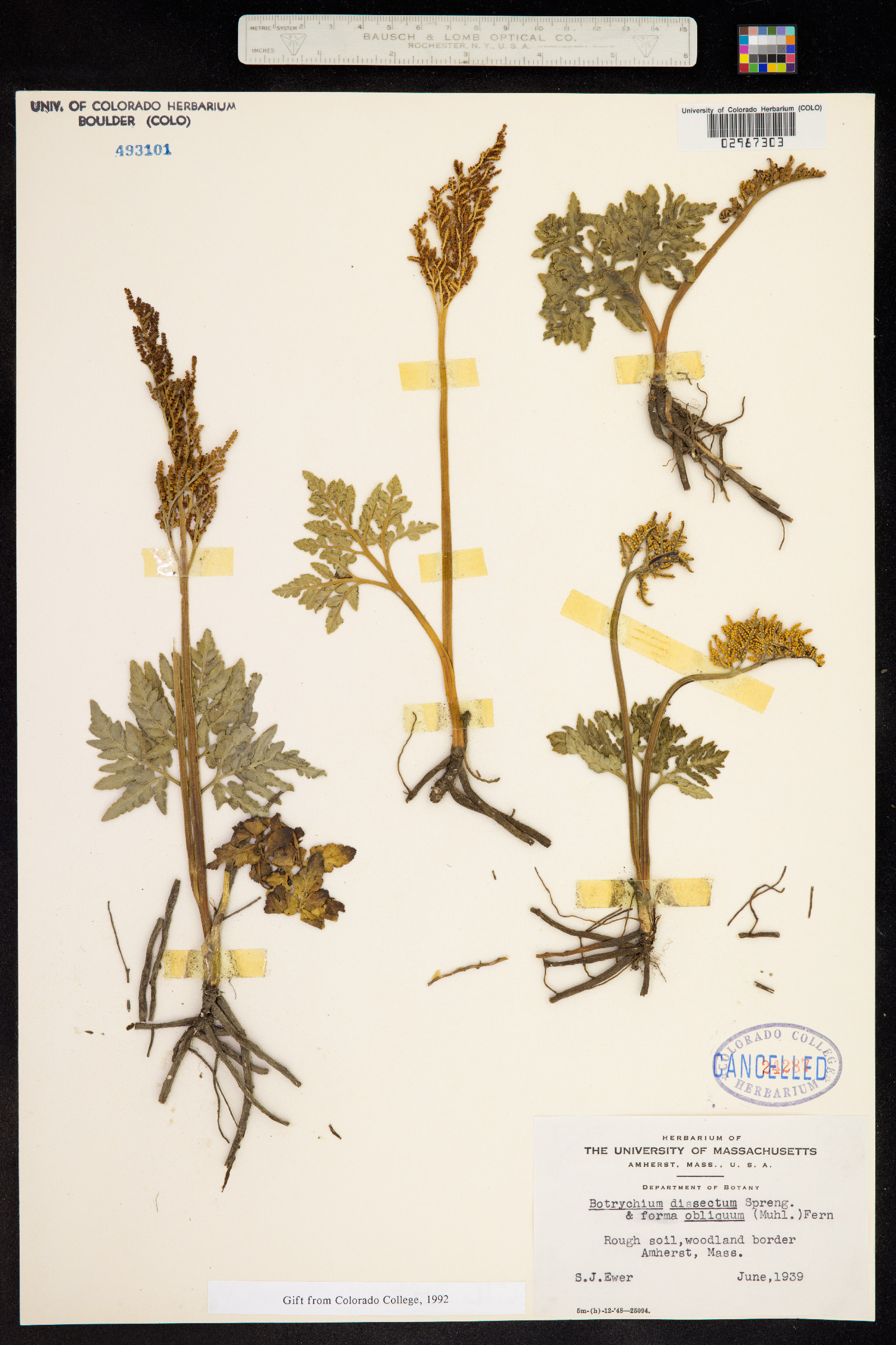 Botrychium dissectum image