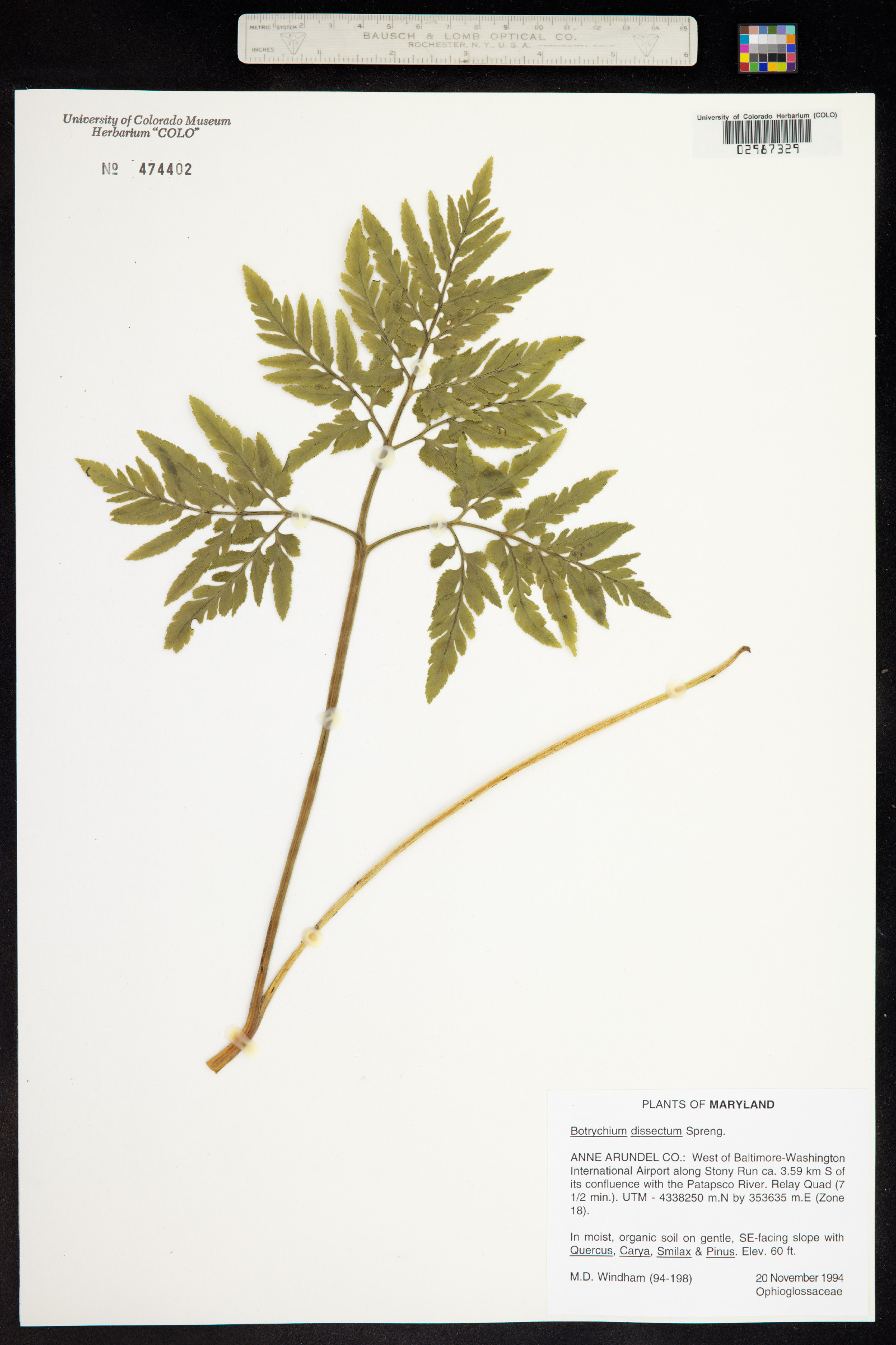 Botrychium dissectum image