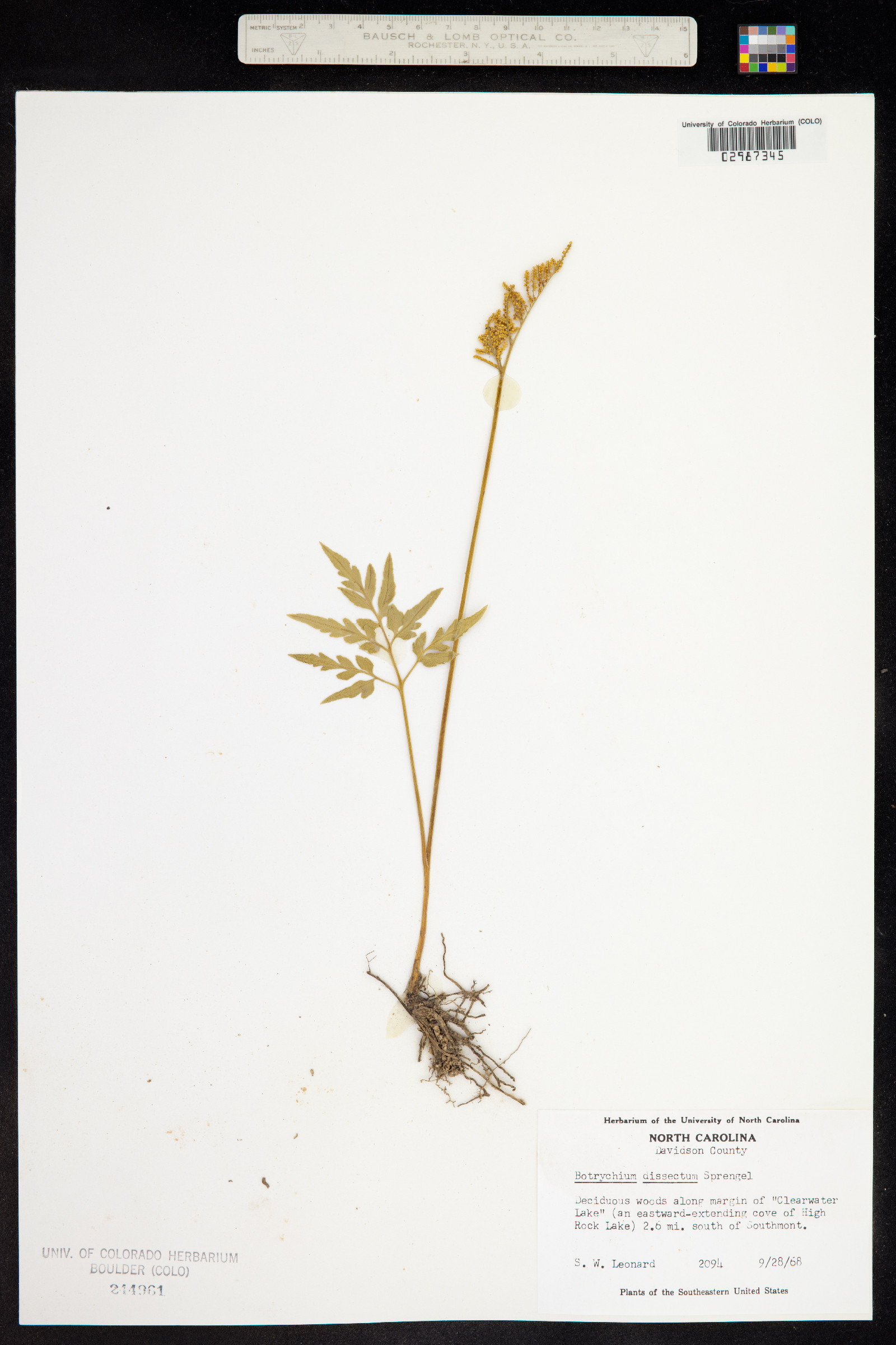 Botrychium dissectum image