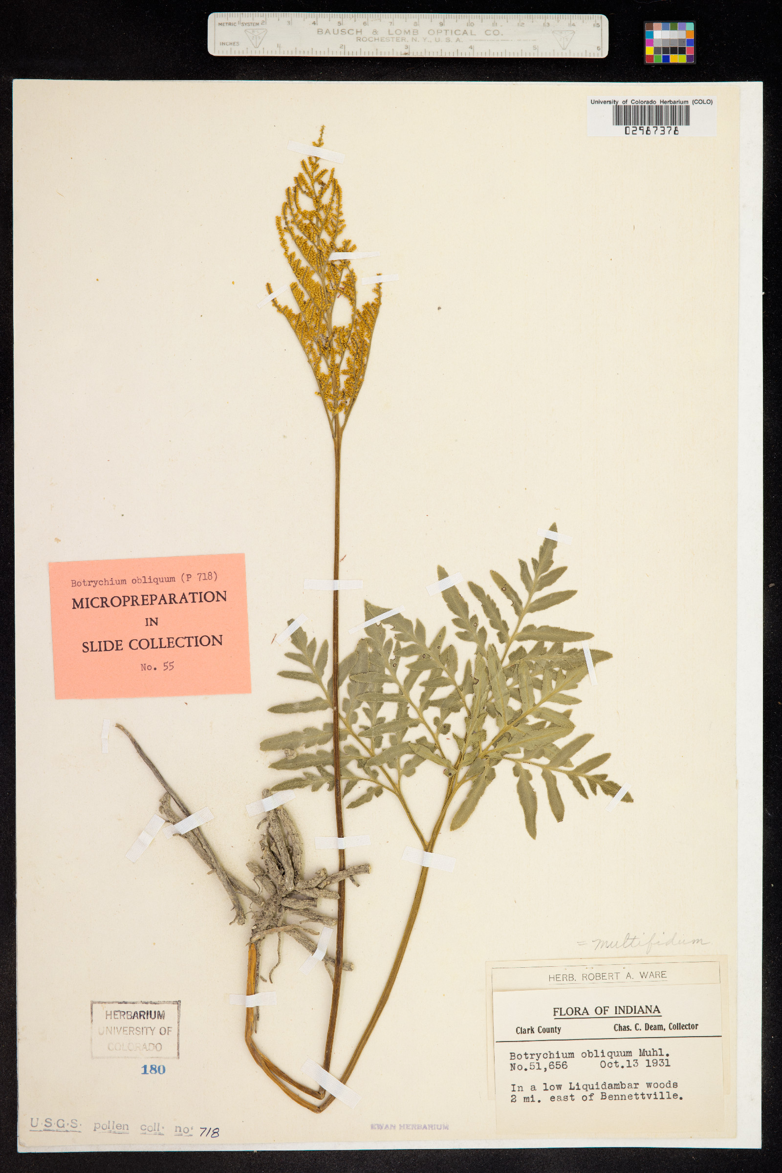 Botrychium dissectum image