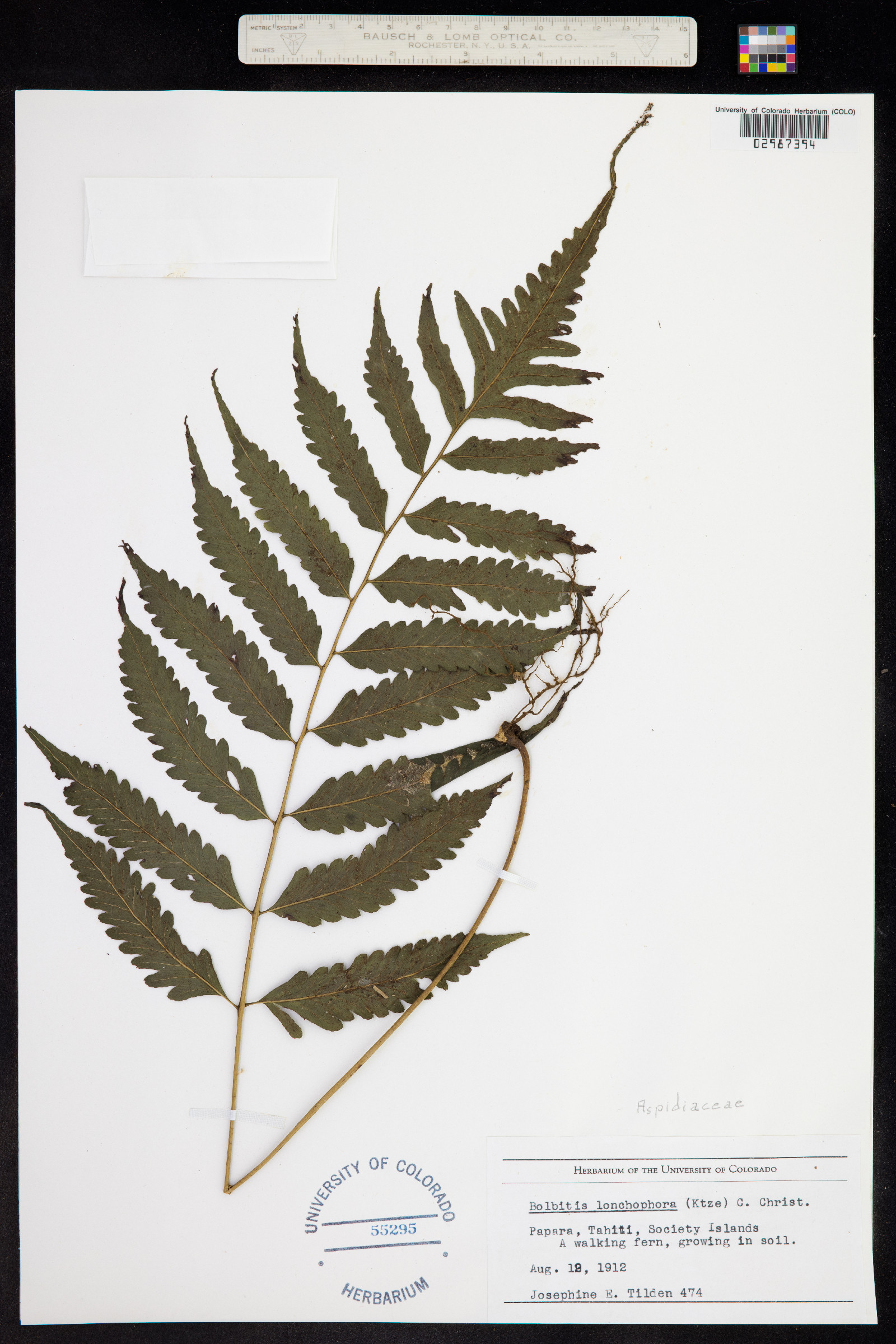 Bolbitis lonchophora image