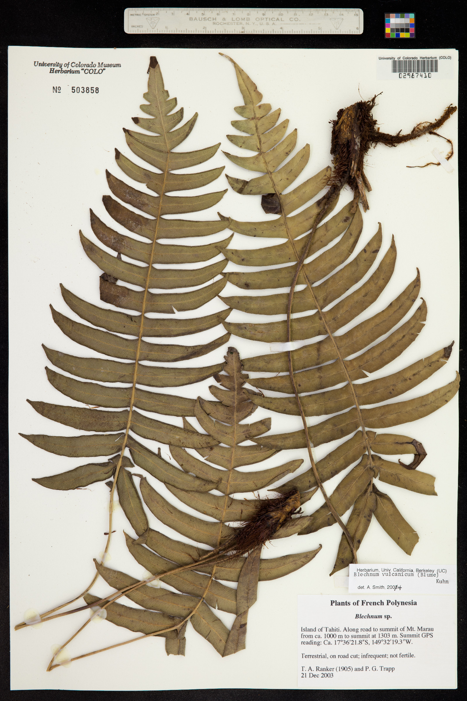 Blechnum image