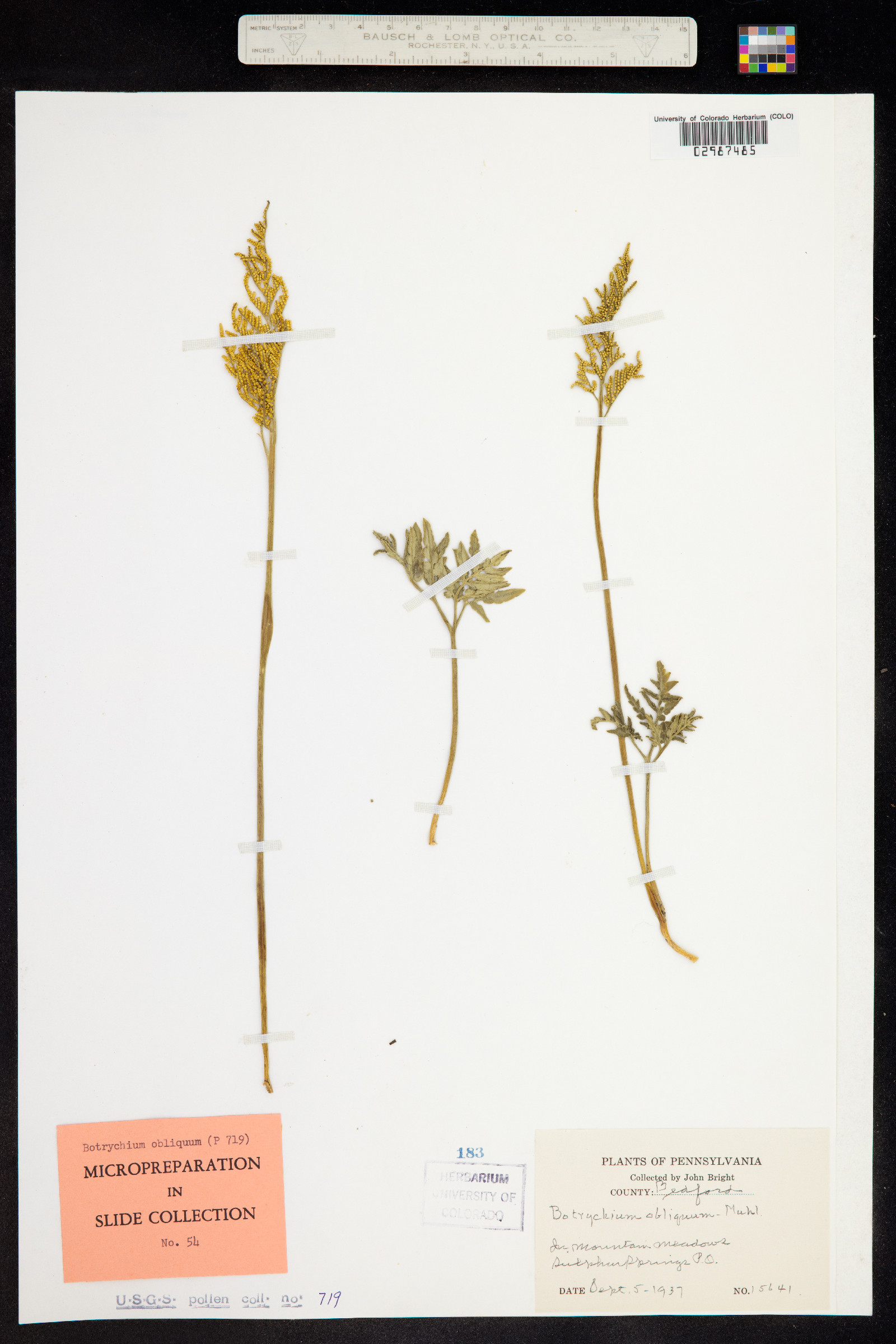 Botrychium dissectum image