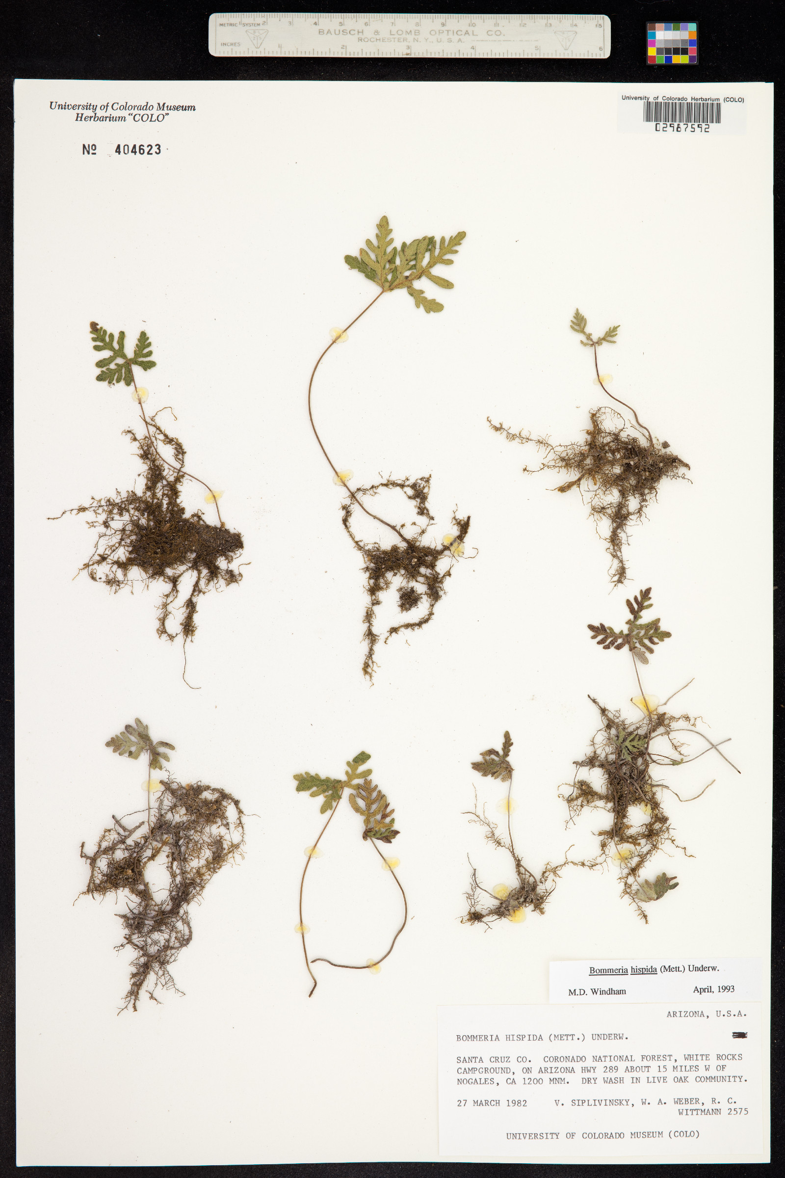 Bommeria hispida image