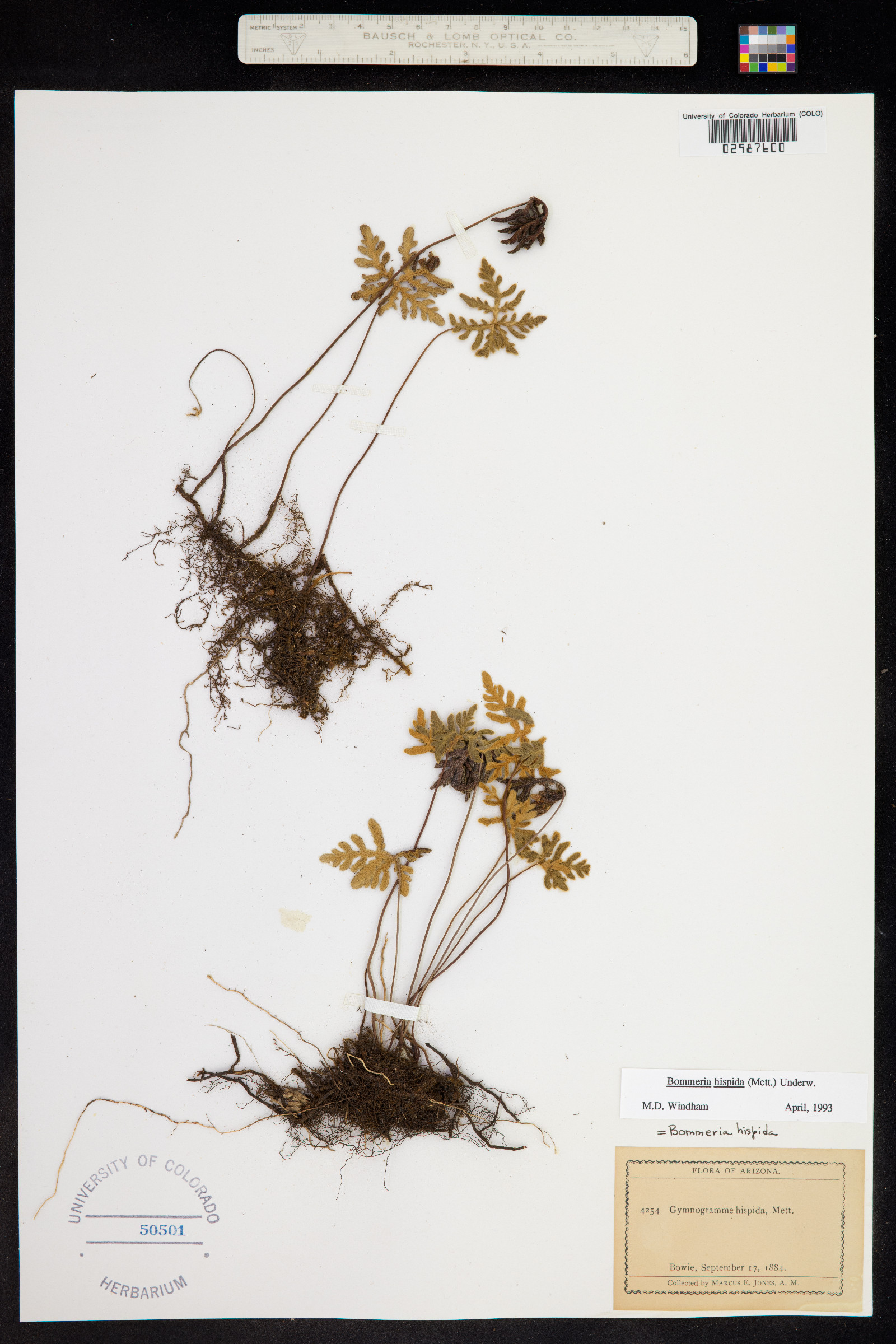 Bommeria hispida image