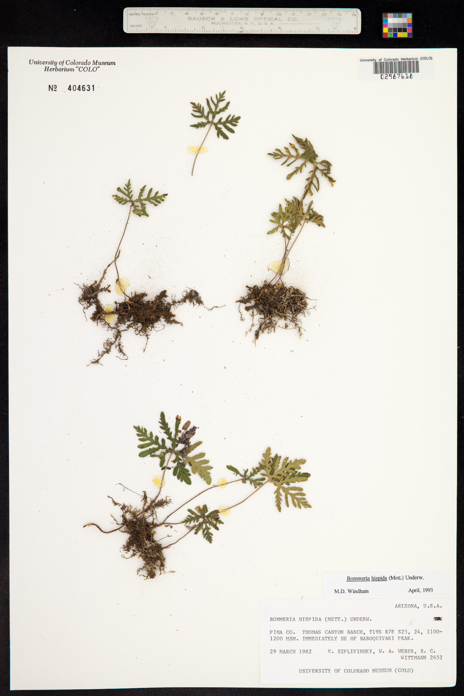 Bommeria hispida image