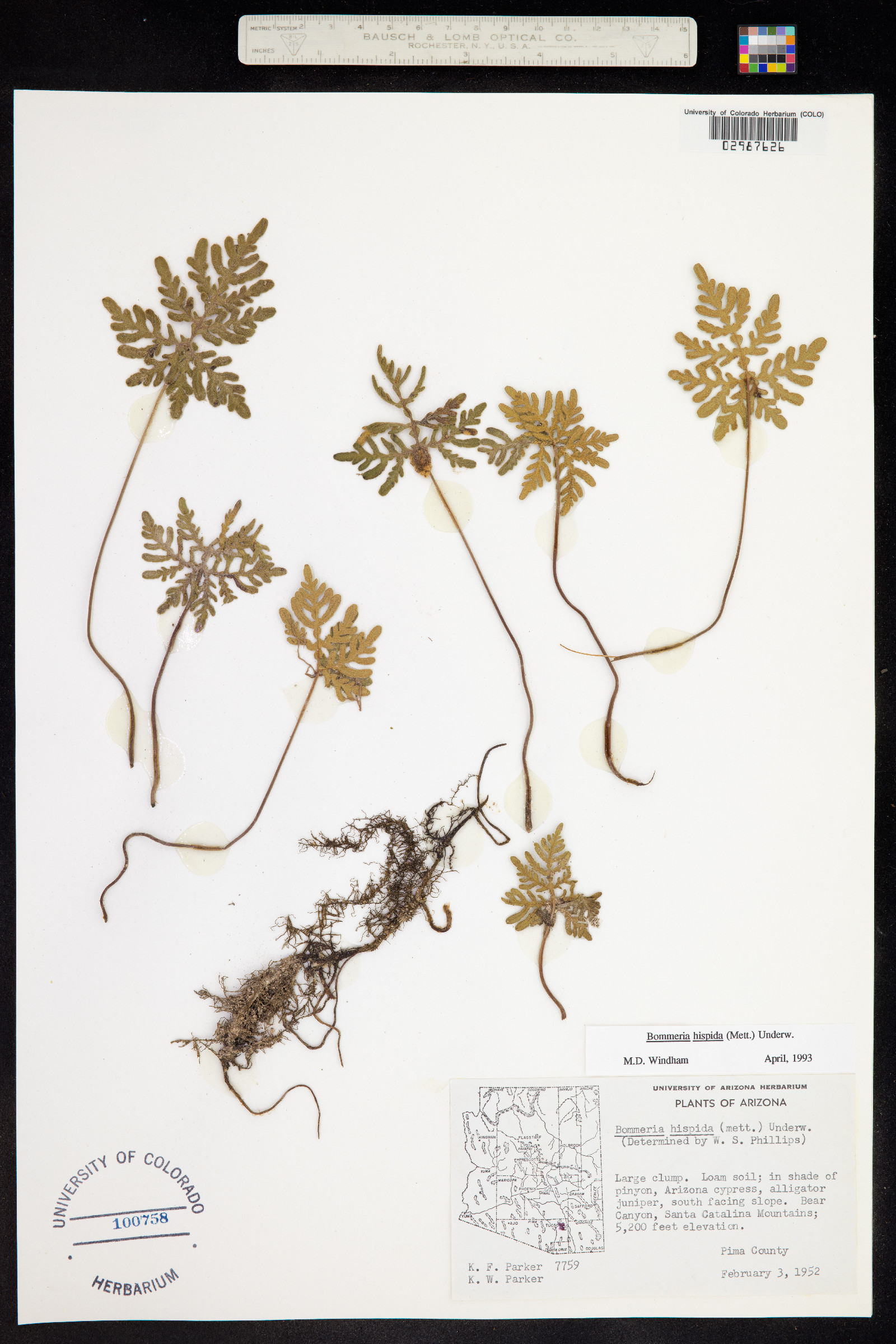 Bommeria hispida image