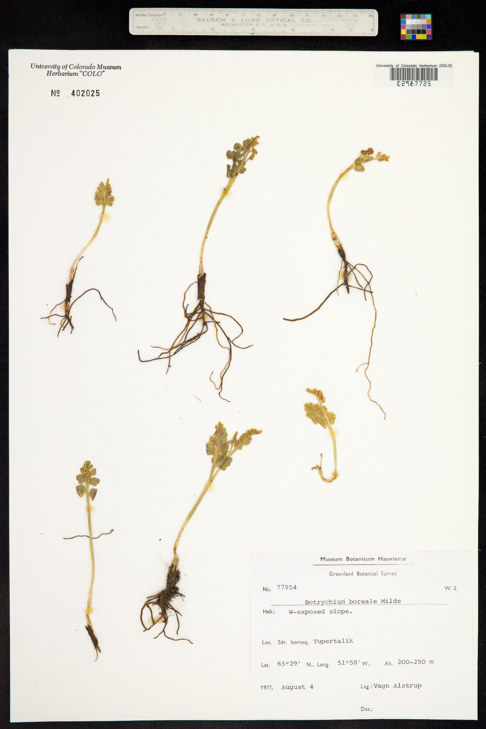 Botrychium boreale image