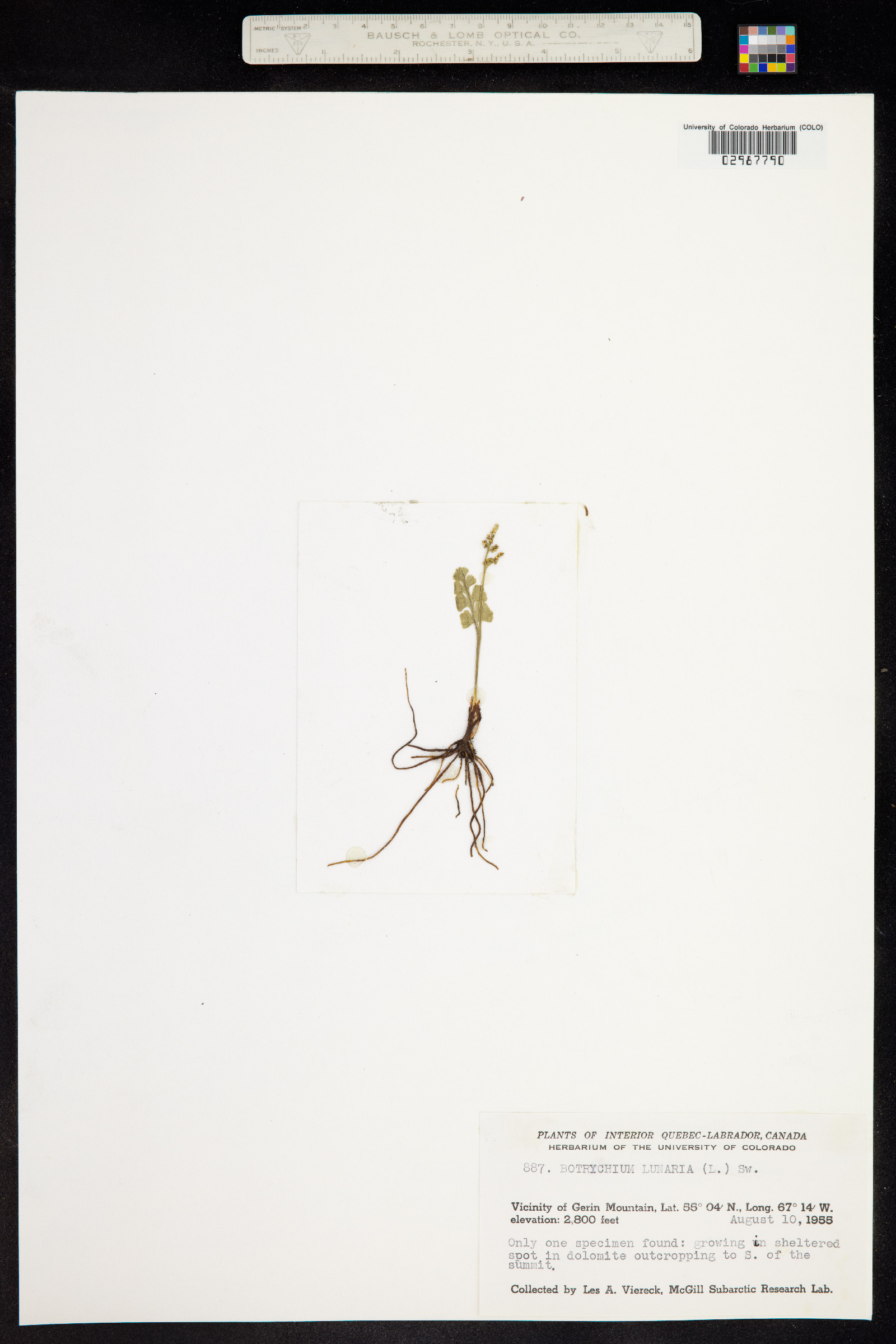 Botrychium lunaria image