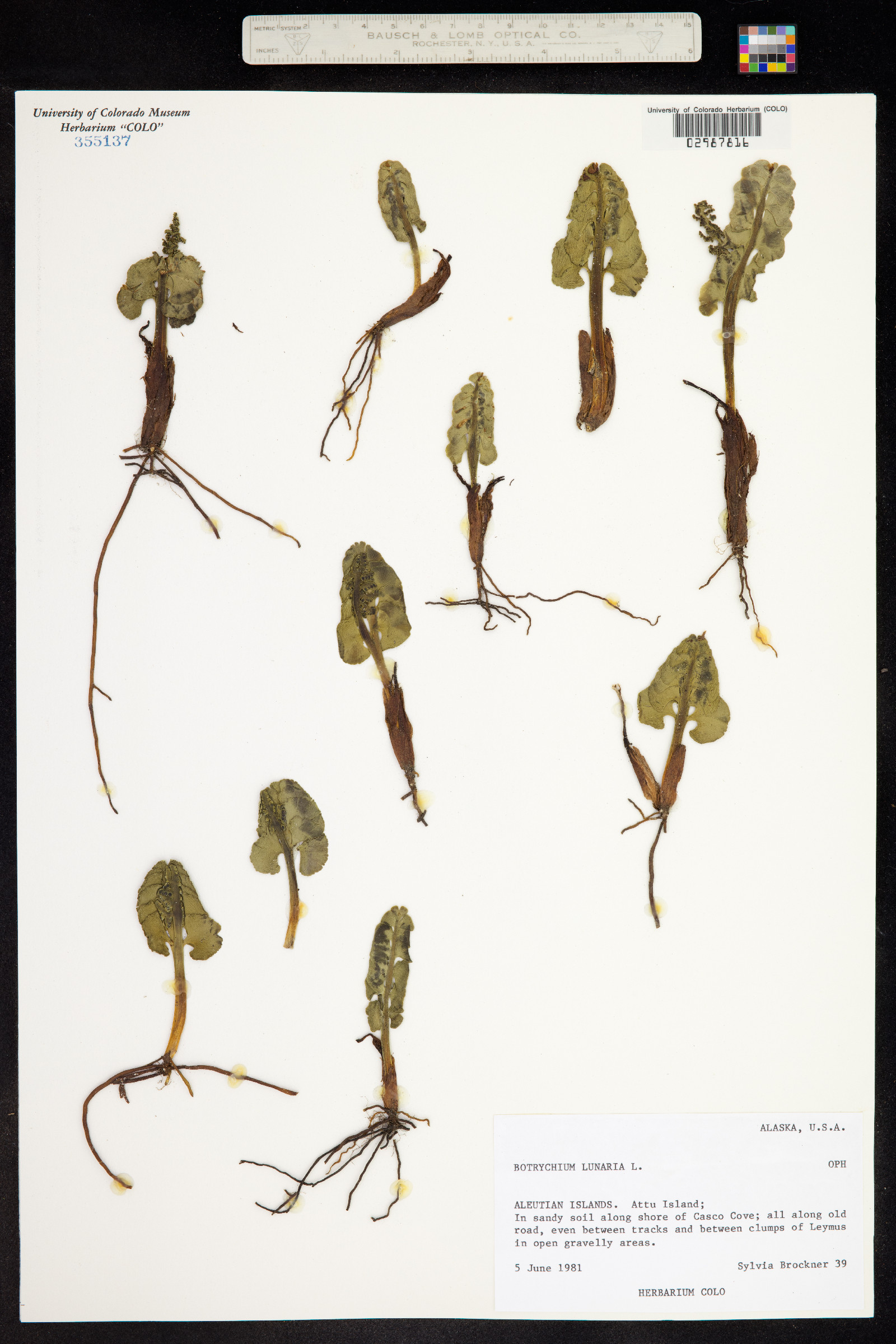 Botrychium lunaria image