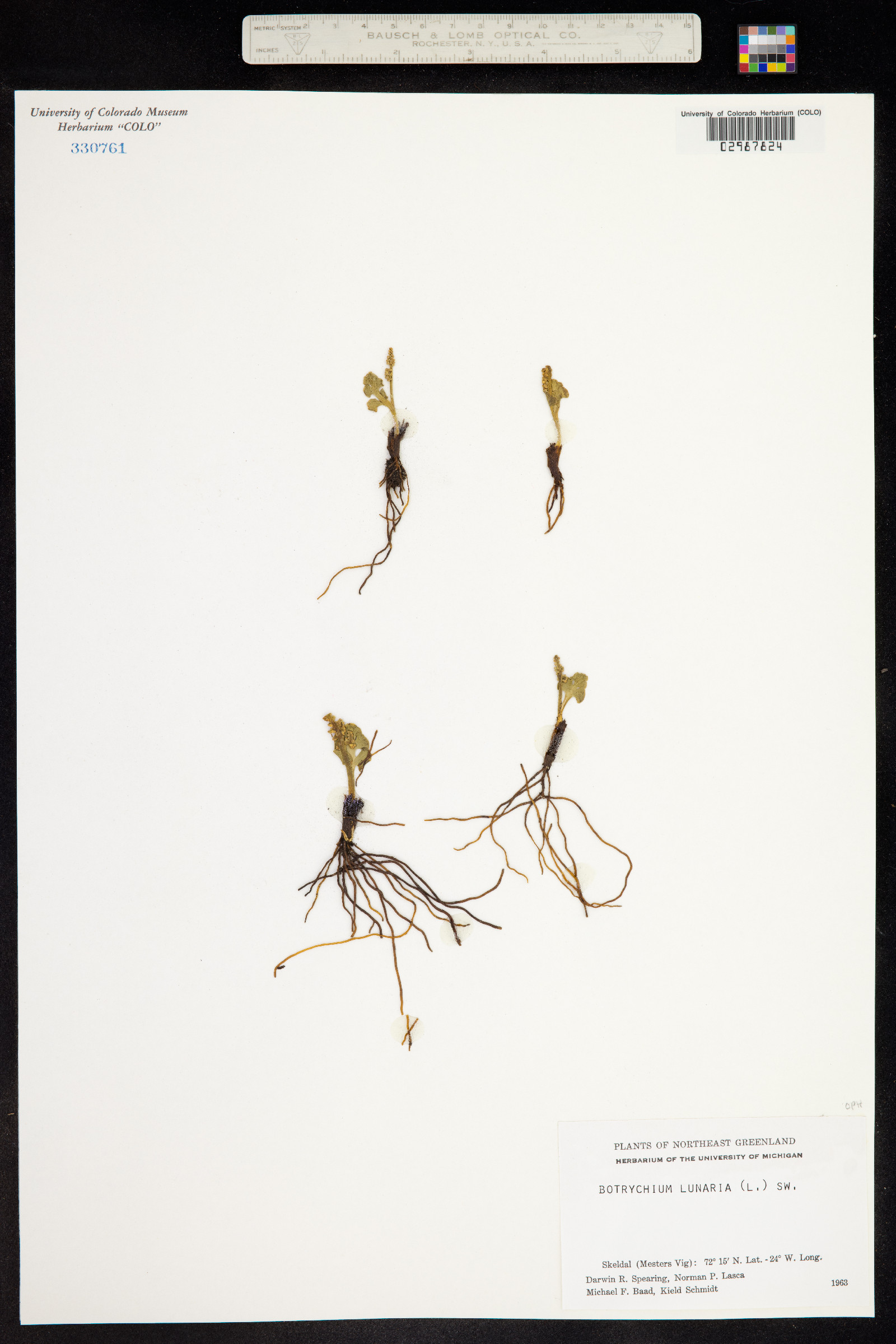 Botrychium lunaria image