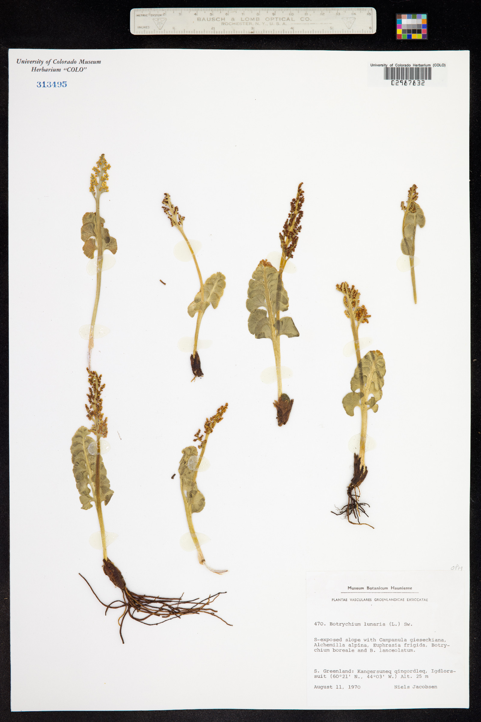 Botrychium lunaria image