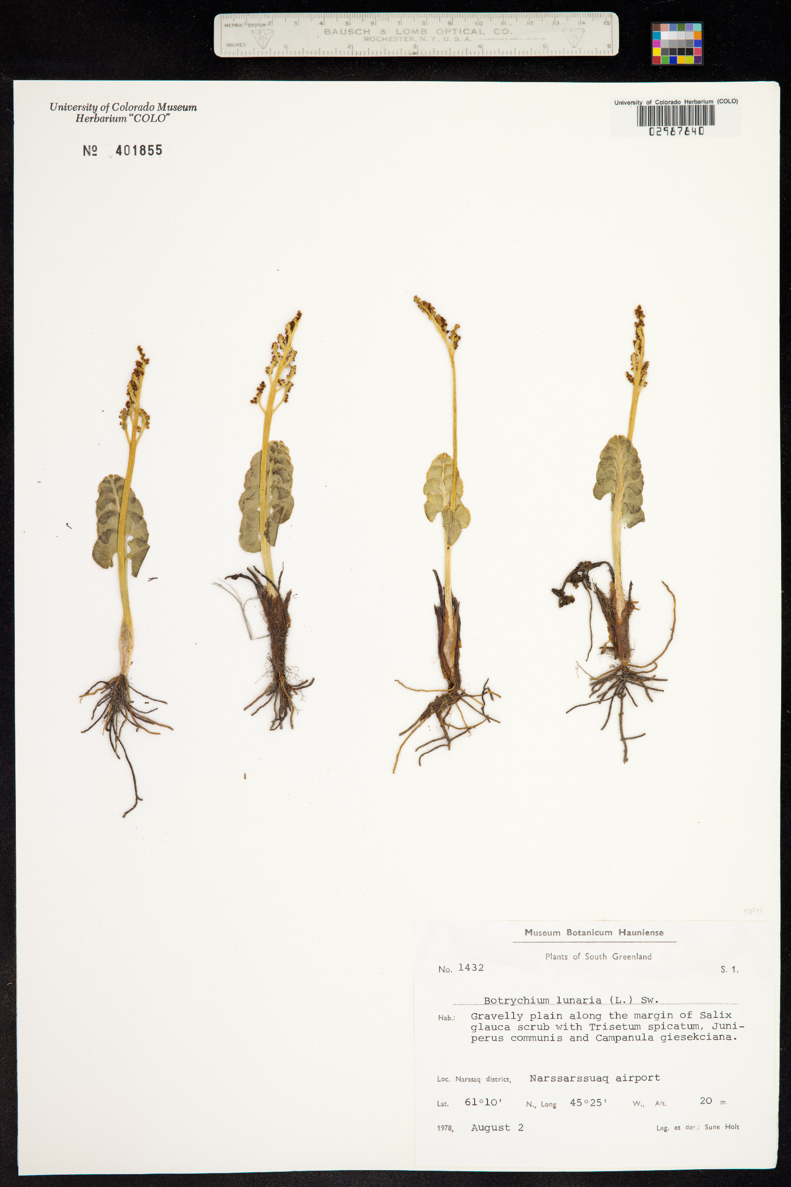 Botrychium lunaria image