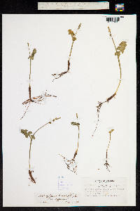 Botrychium lunaria image