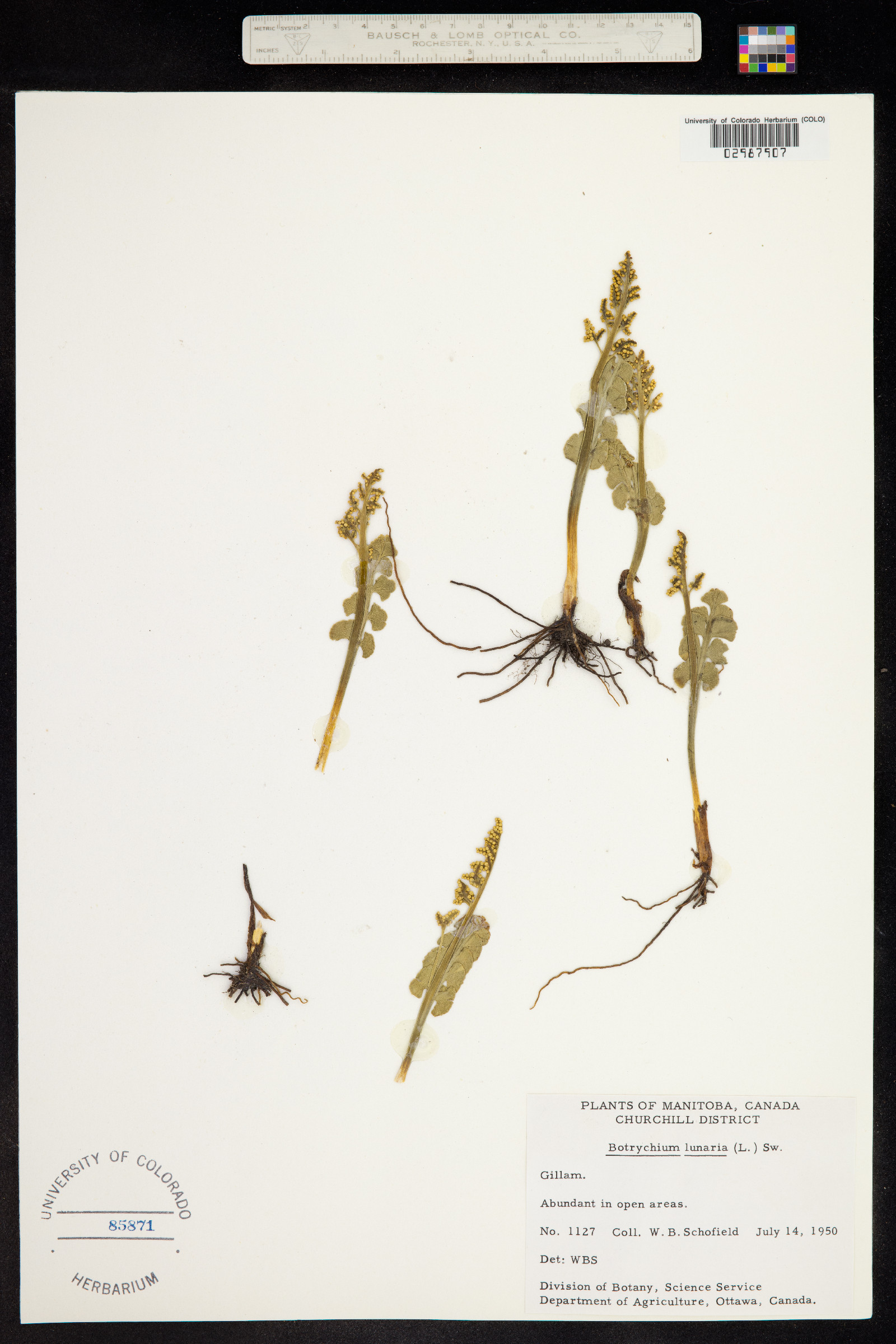 Botrychium lunaria image