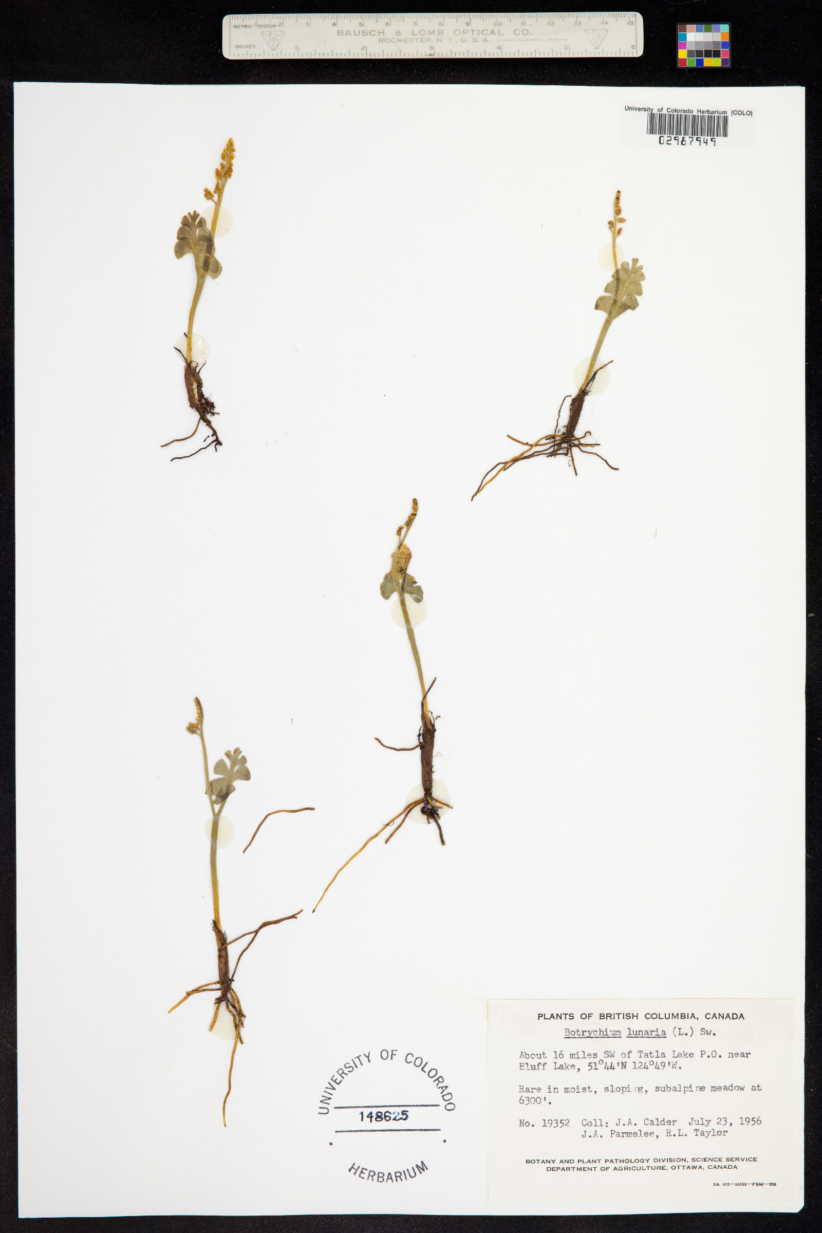 Botrychium lunaria image