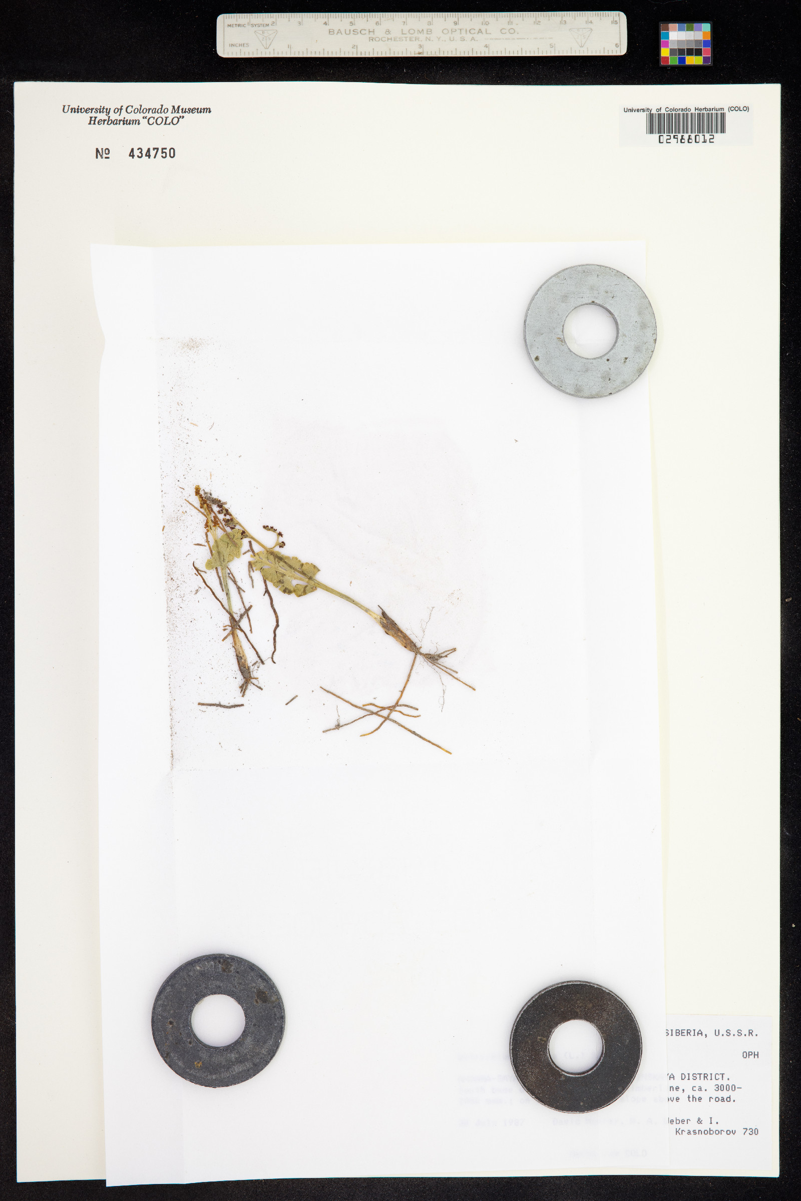 Ophioglossaceae image